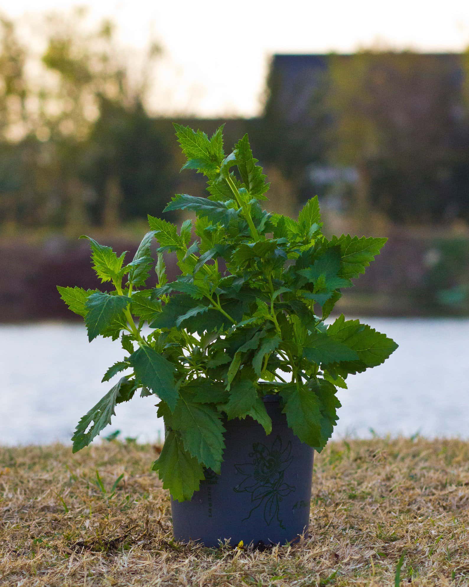 Red Birds in a Tree - Image 4