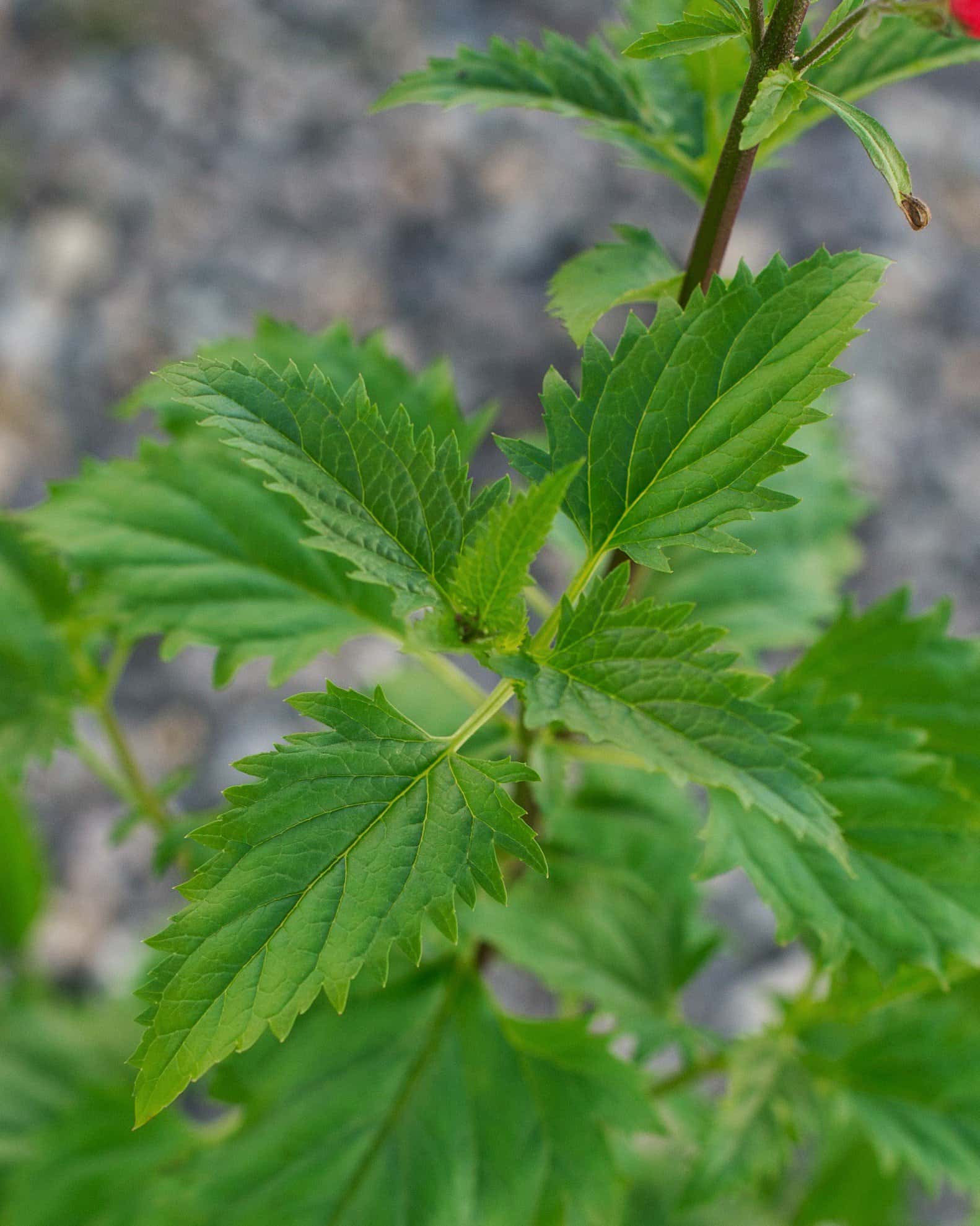 Red Birds in a Tree - Image 5