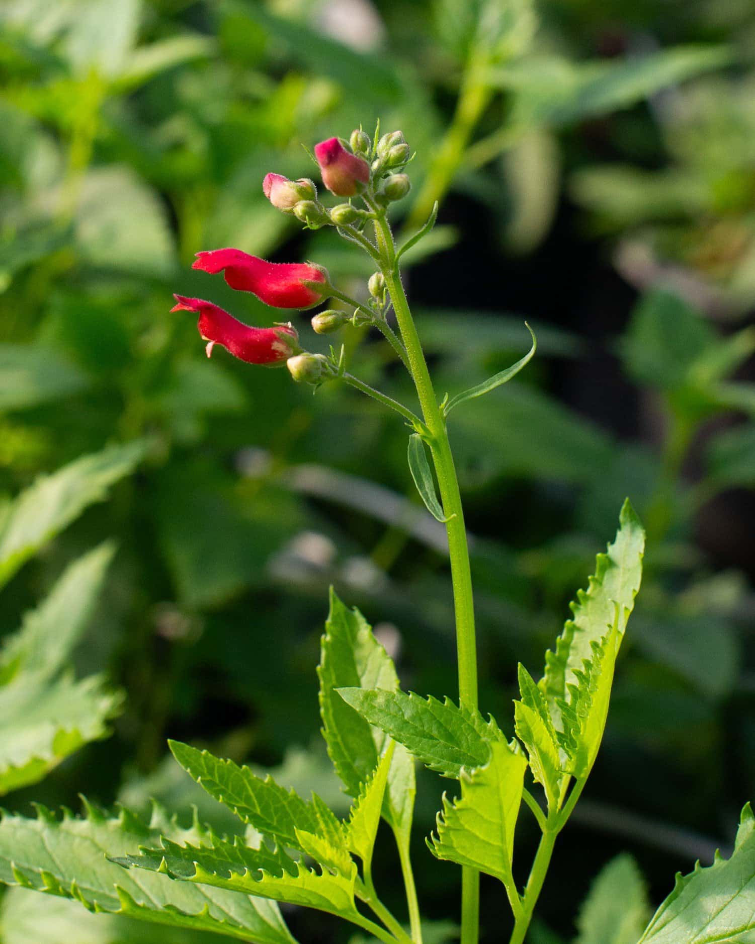 Red Birds in a Tree - Image 7