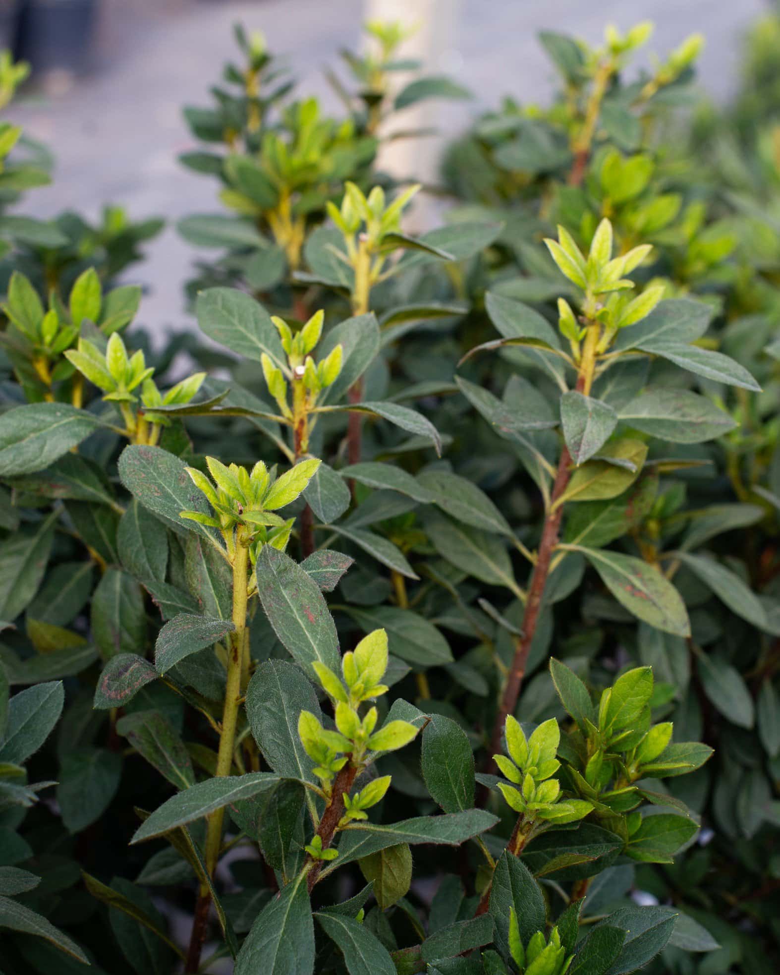 Encore Azalea Autumn Lily - Image 1