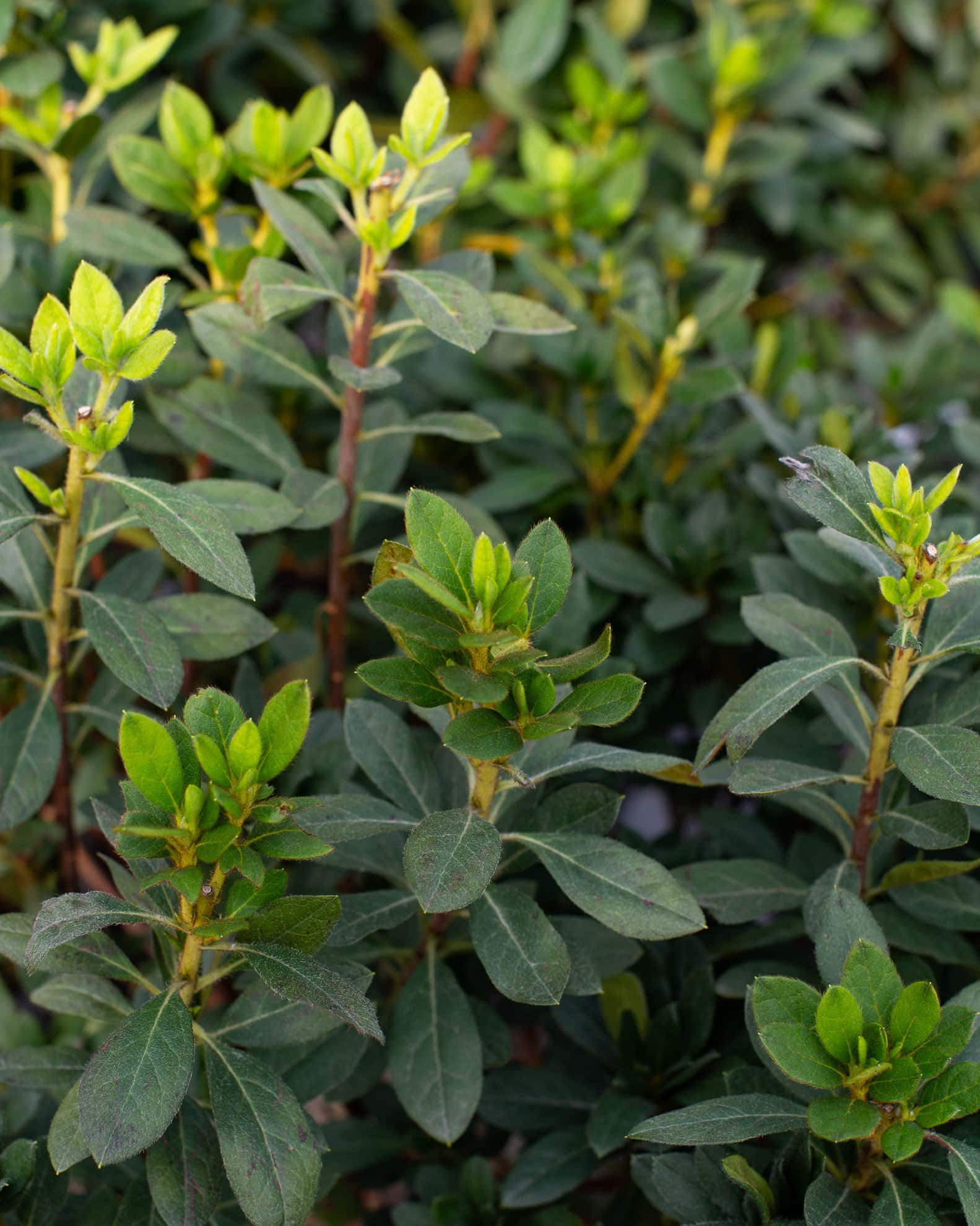 Encore Azalea Autumn Lily - Image 2