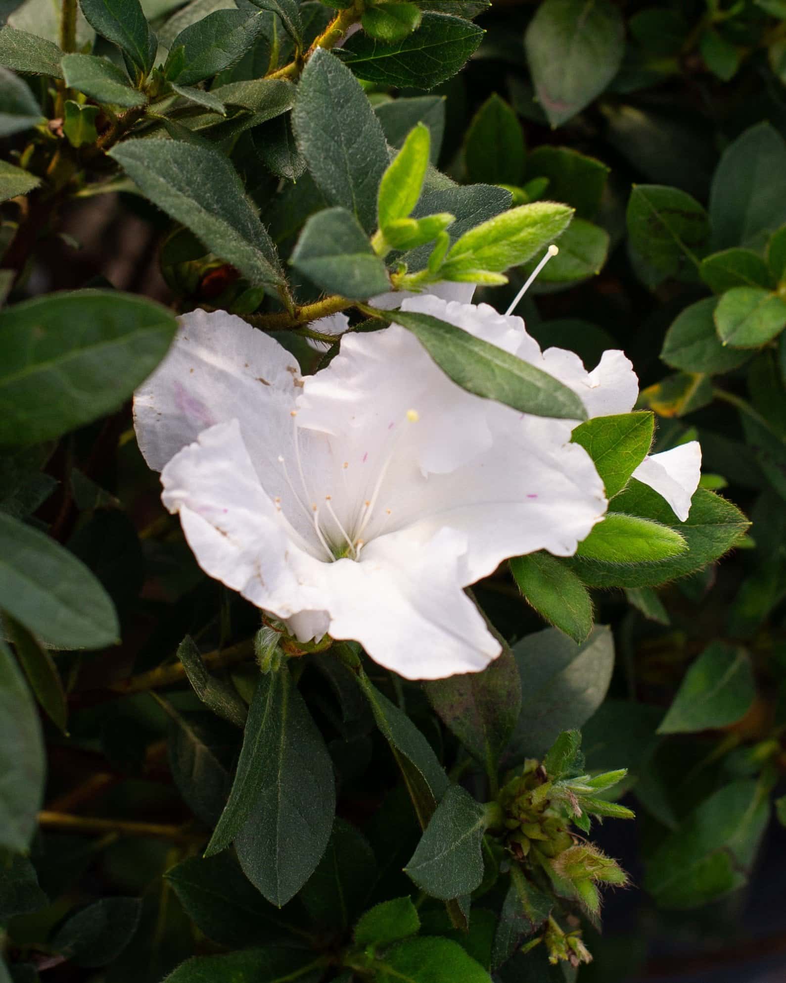 Encore Azalea Autumn Lily - Image 5