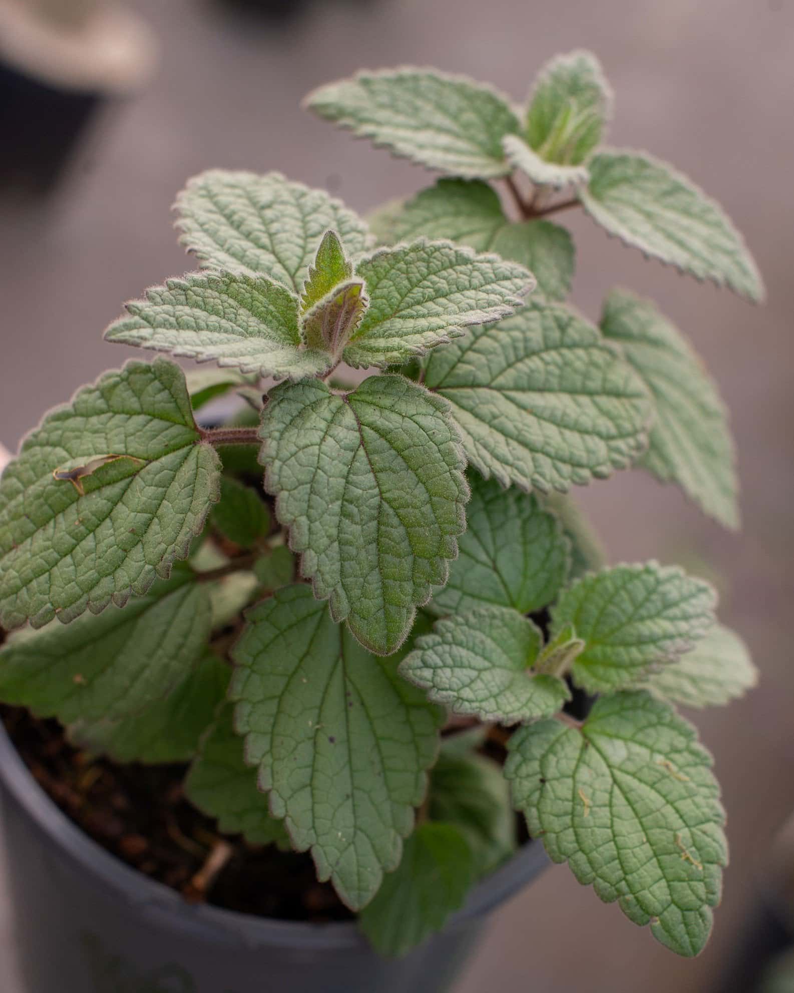 Heartleaf Skullcap - Image 1