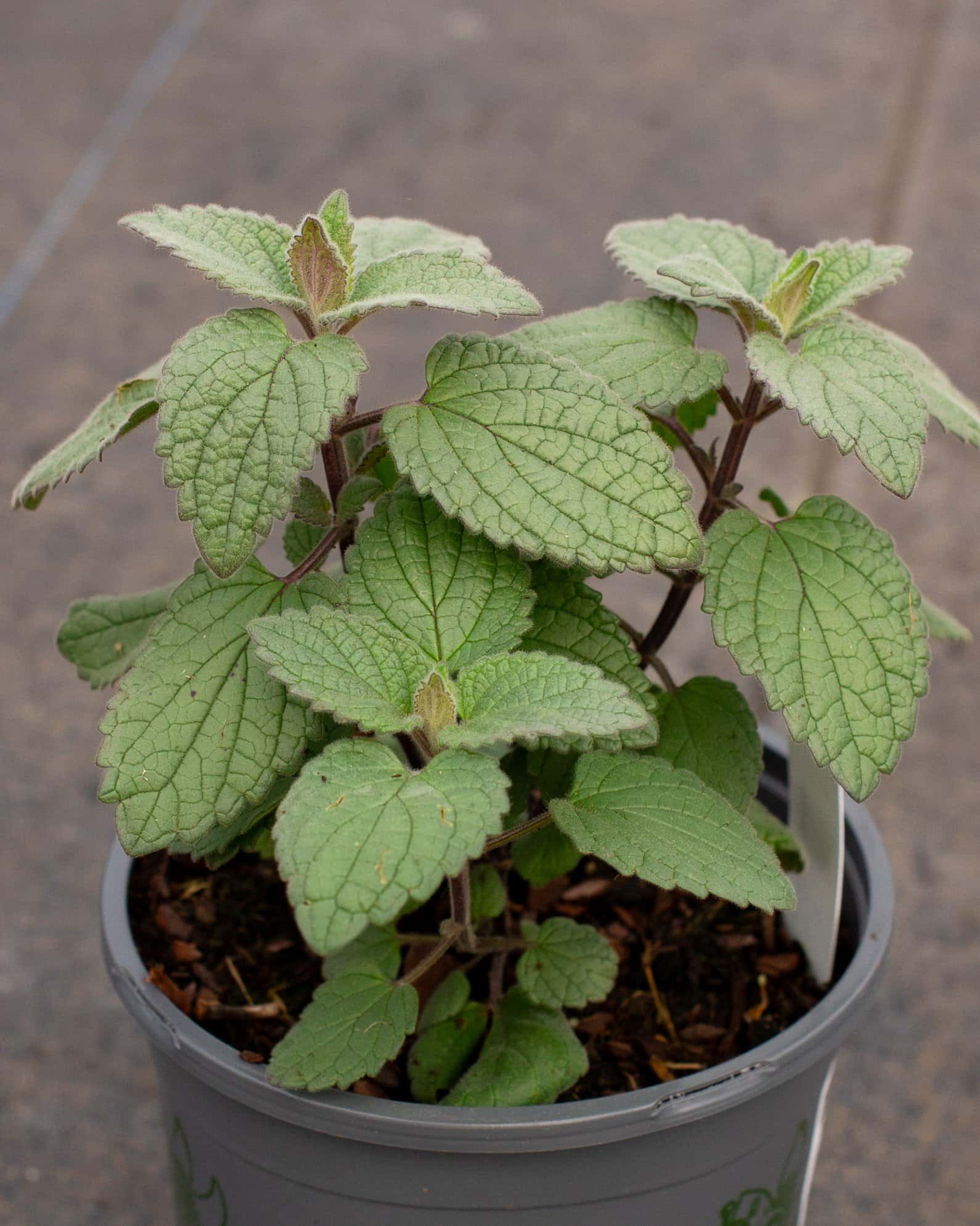 Heartleaf Skullcap - Image 2