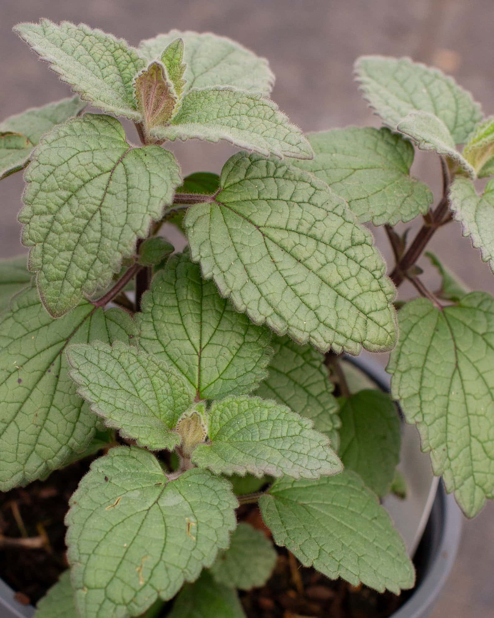 Heartleaf Skullcap - Image 3