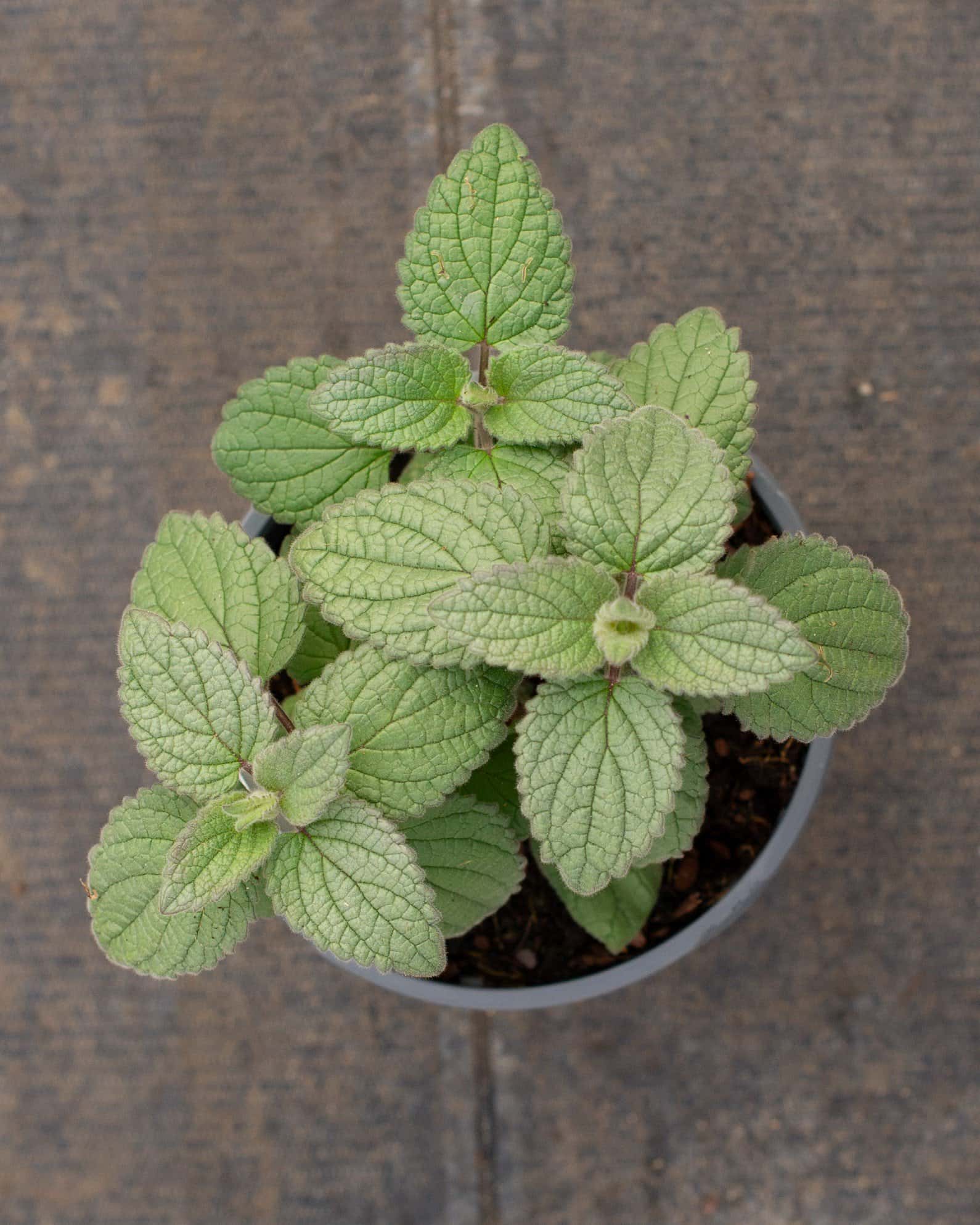 Heartleaf Skullcap - Image 4