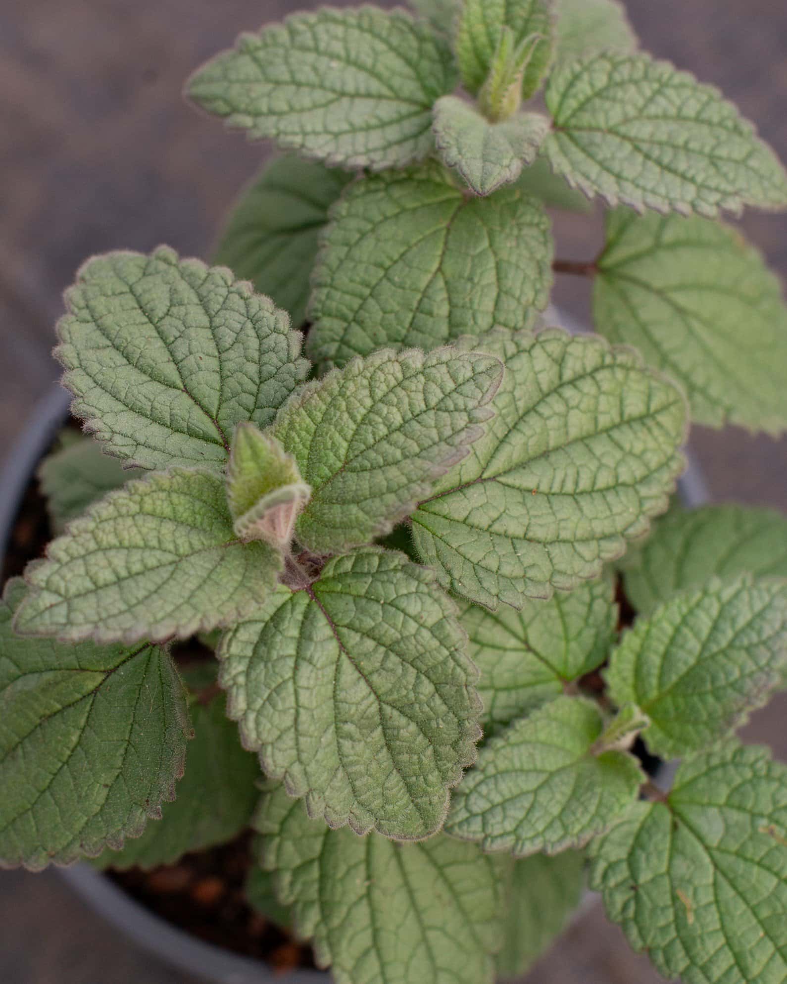 Heartleaf Skullcap - Image 5