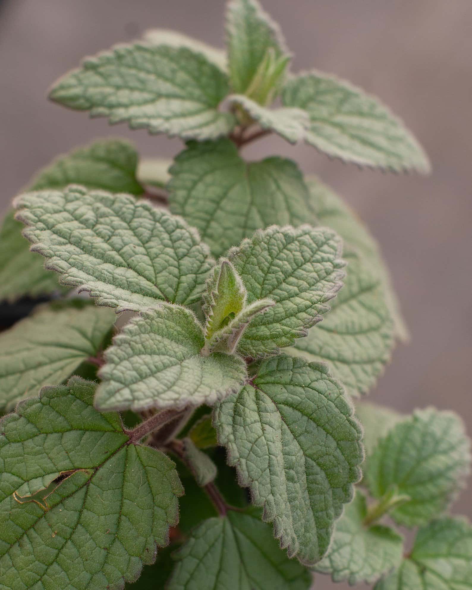 Heartleaf Skullcap - Image 6
