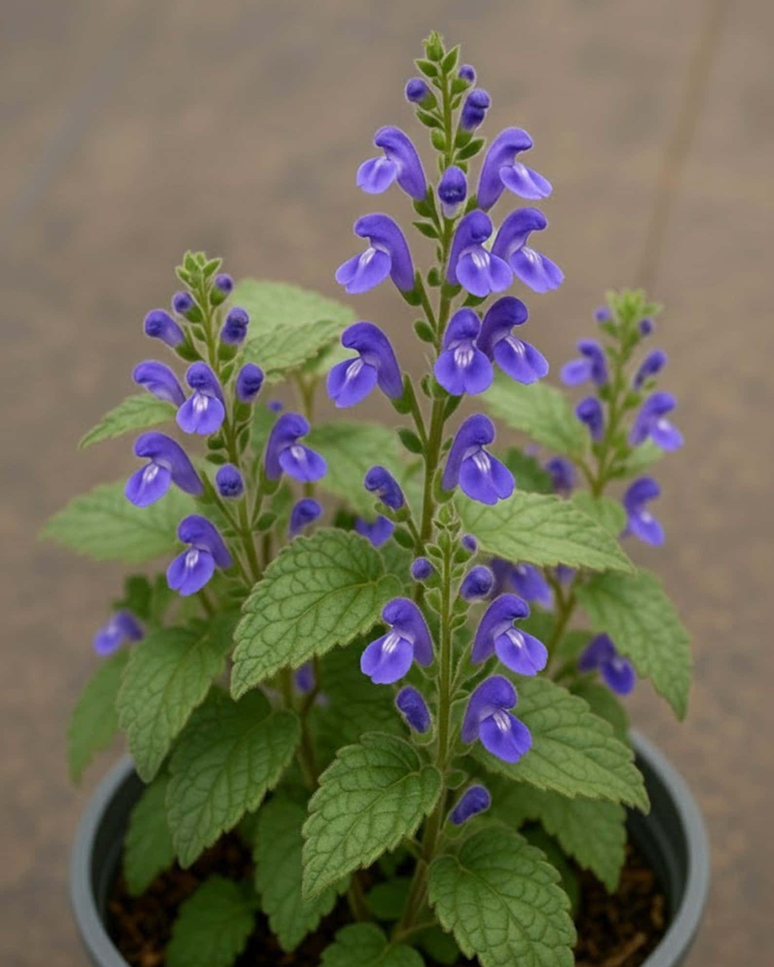 Heartleaf Skullcap - Main Image