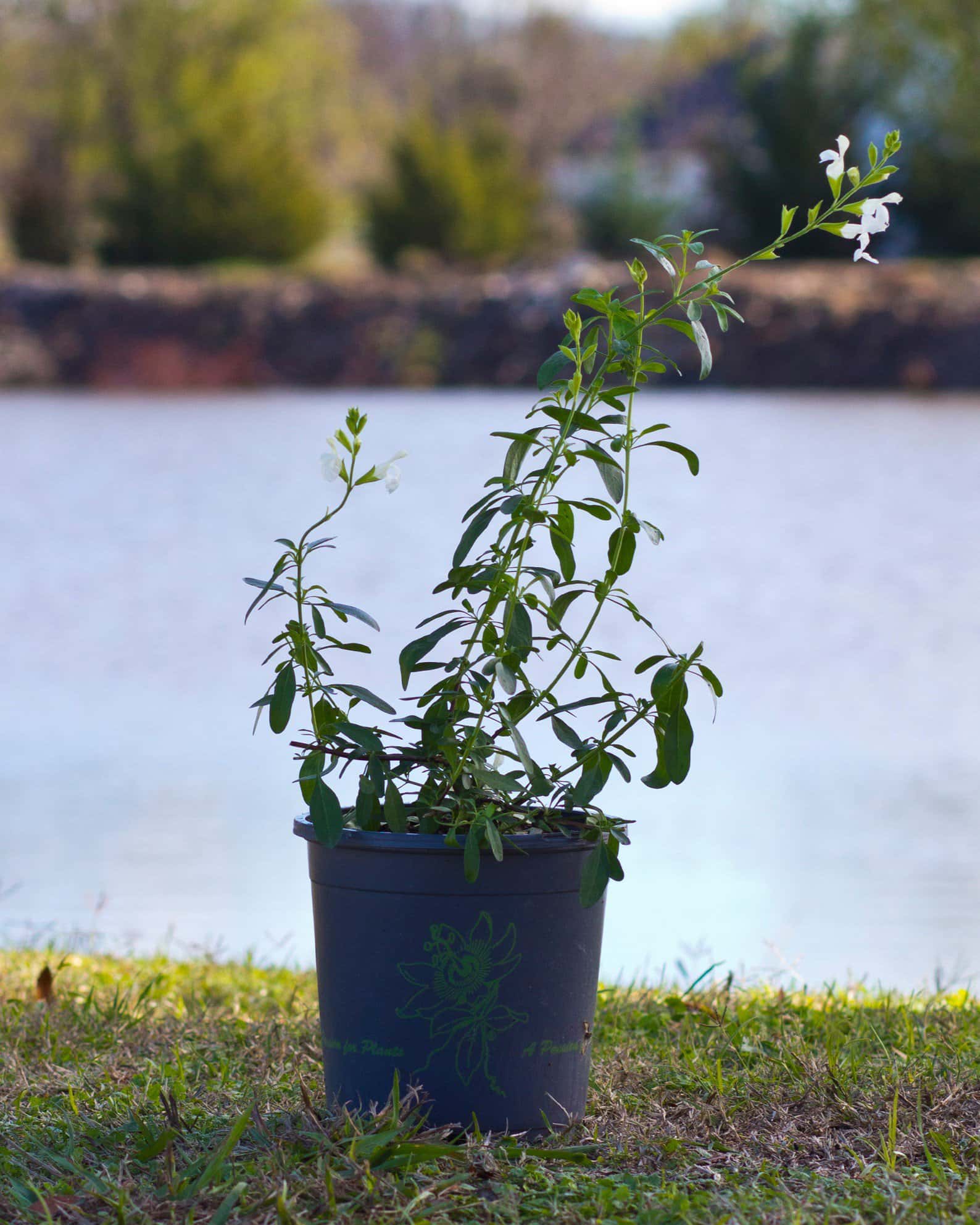 White Salvia Greggii - Image 2