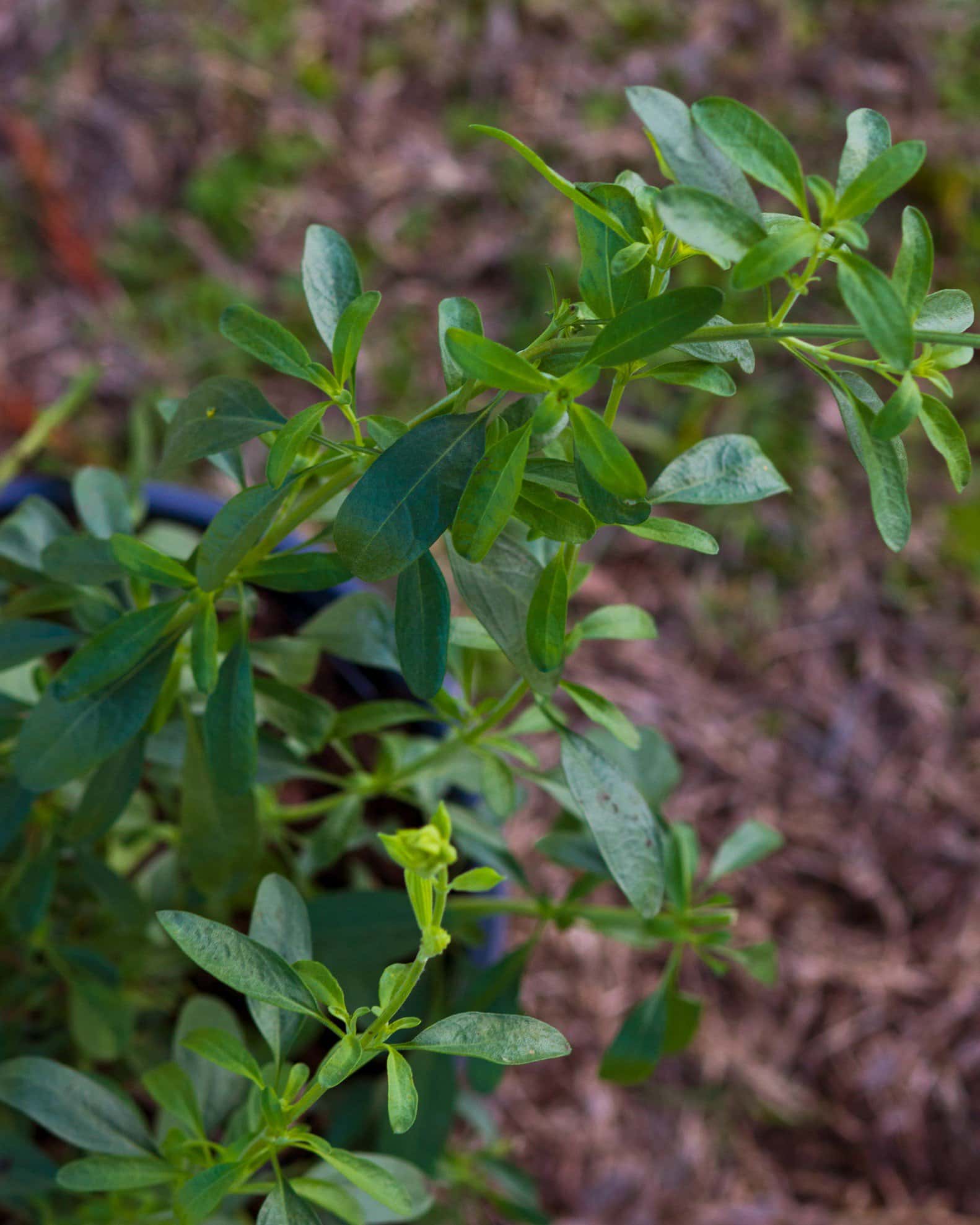 White Salvia Greggii - Image 6
