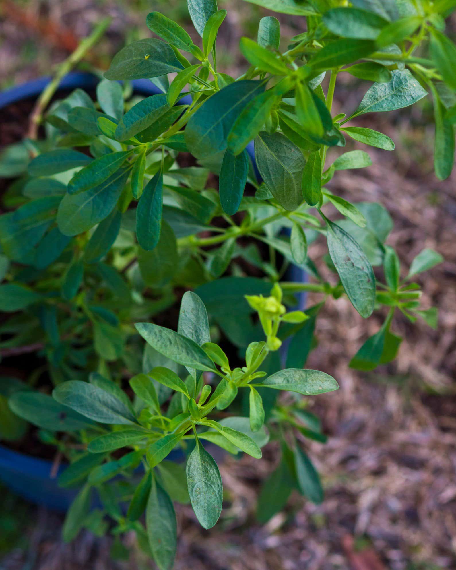 White Salvia Greggii - Image 7