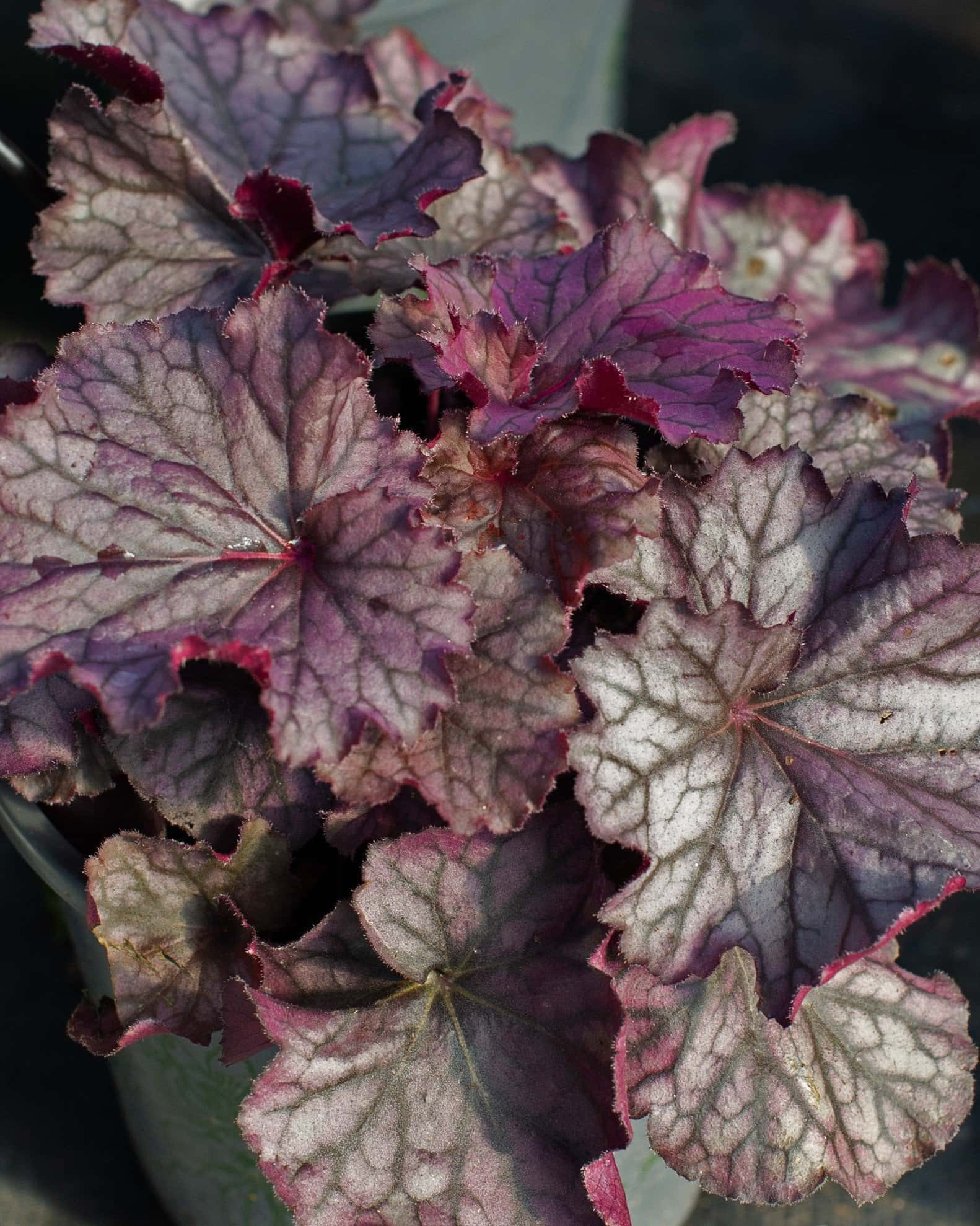 Northern Exposure Purple Heuchera - Main Image