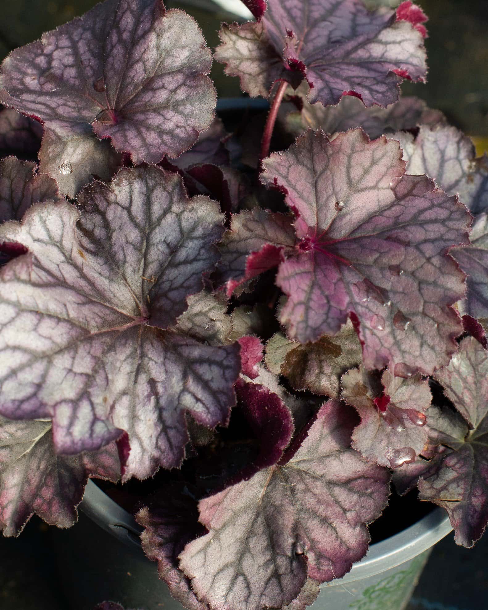 Northern Exposure Purple Heuchera - Image 4