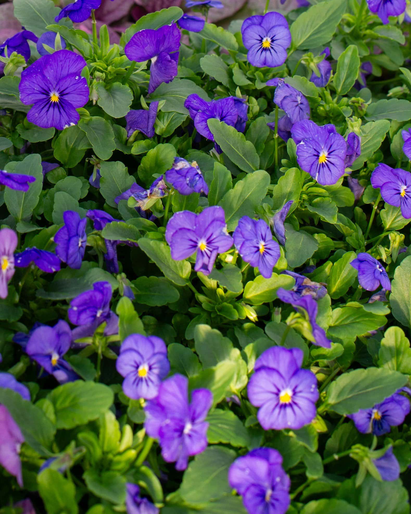 Penny Blue Viola - Image 7