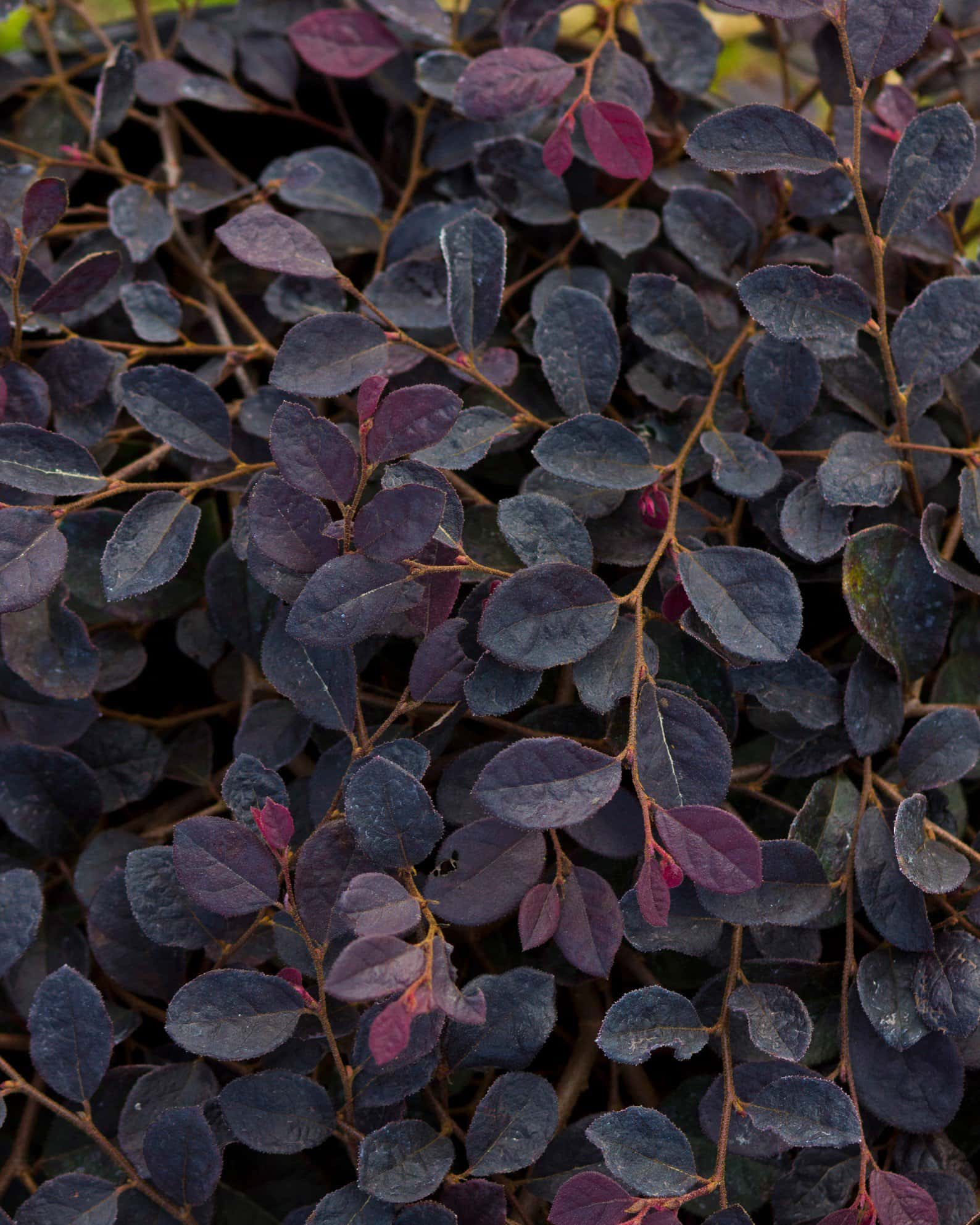 Purple Pixie Loropetalum Weeping - Image 2