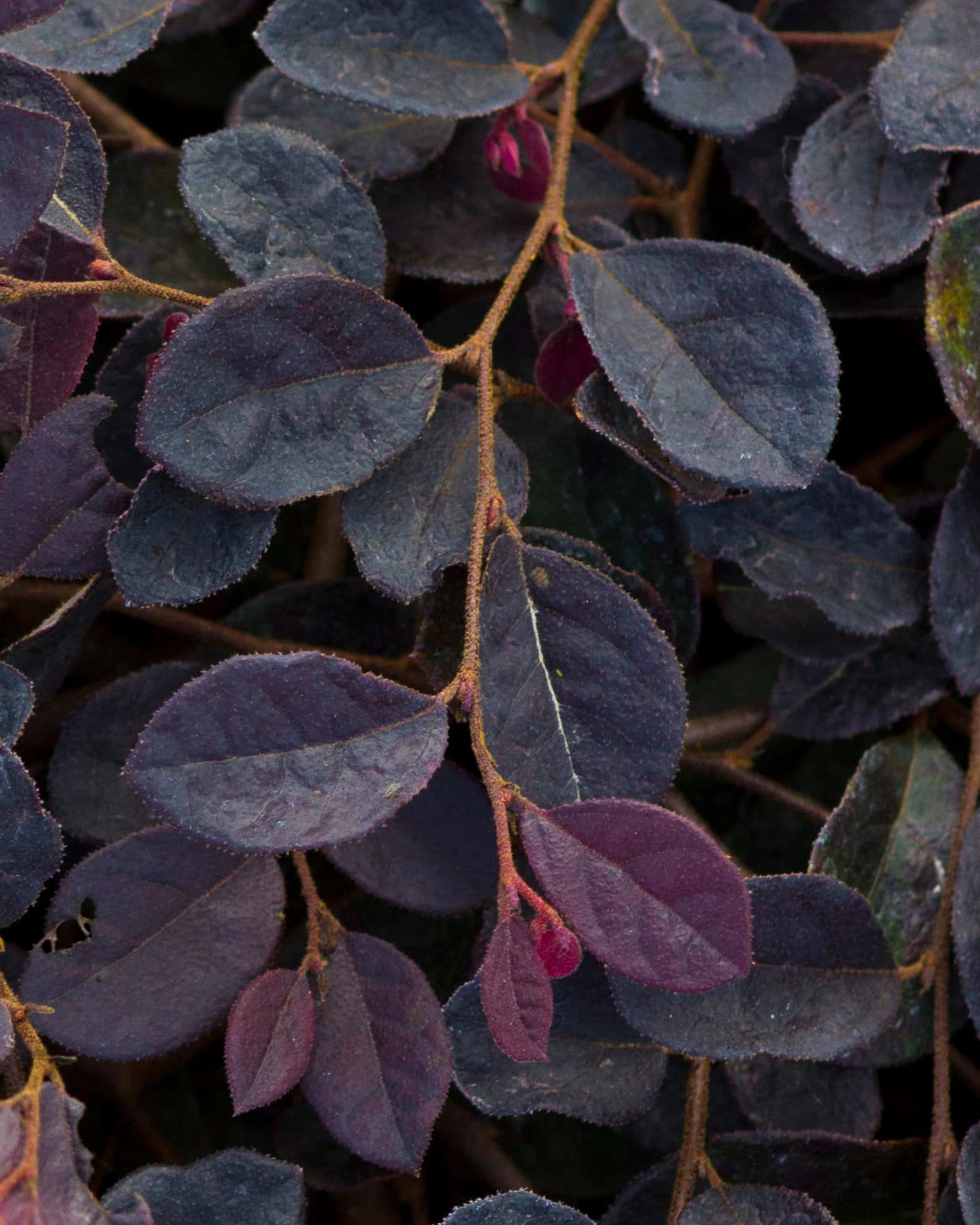 Purple Pixie Loropetalum Weeping - Image 3