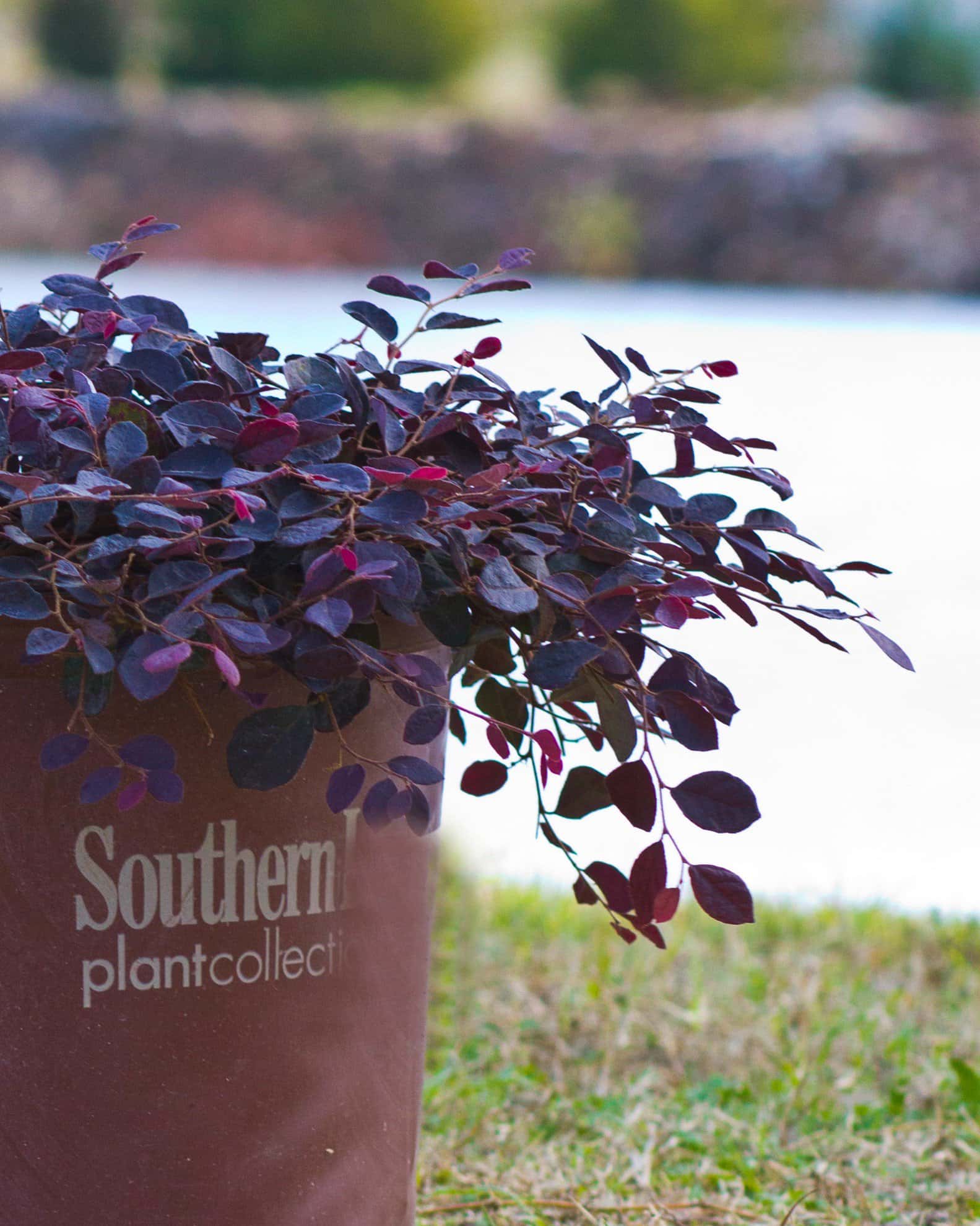 Purple Pixie Loropetalum Weeping - Image 6