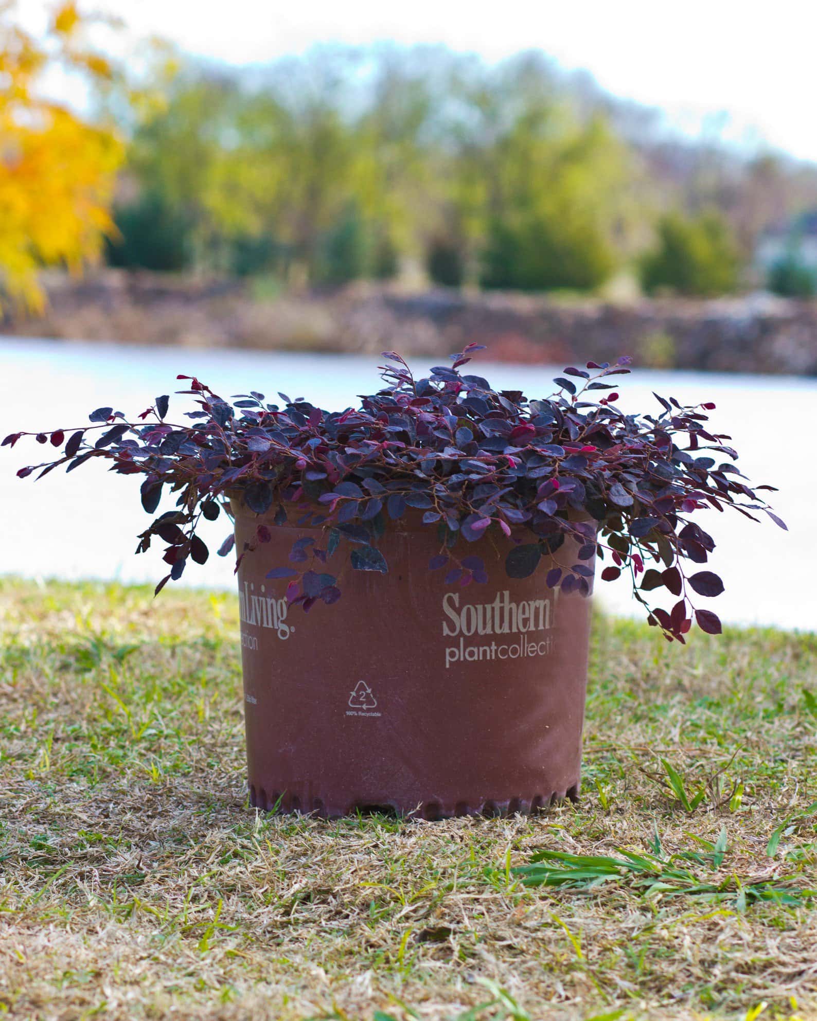 Purple Pixie Loropetalum Weeping - Image 7