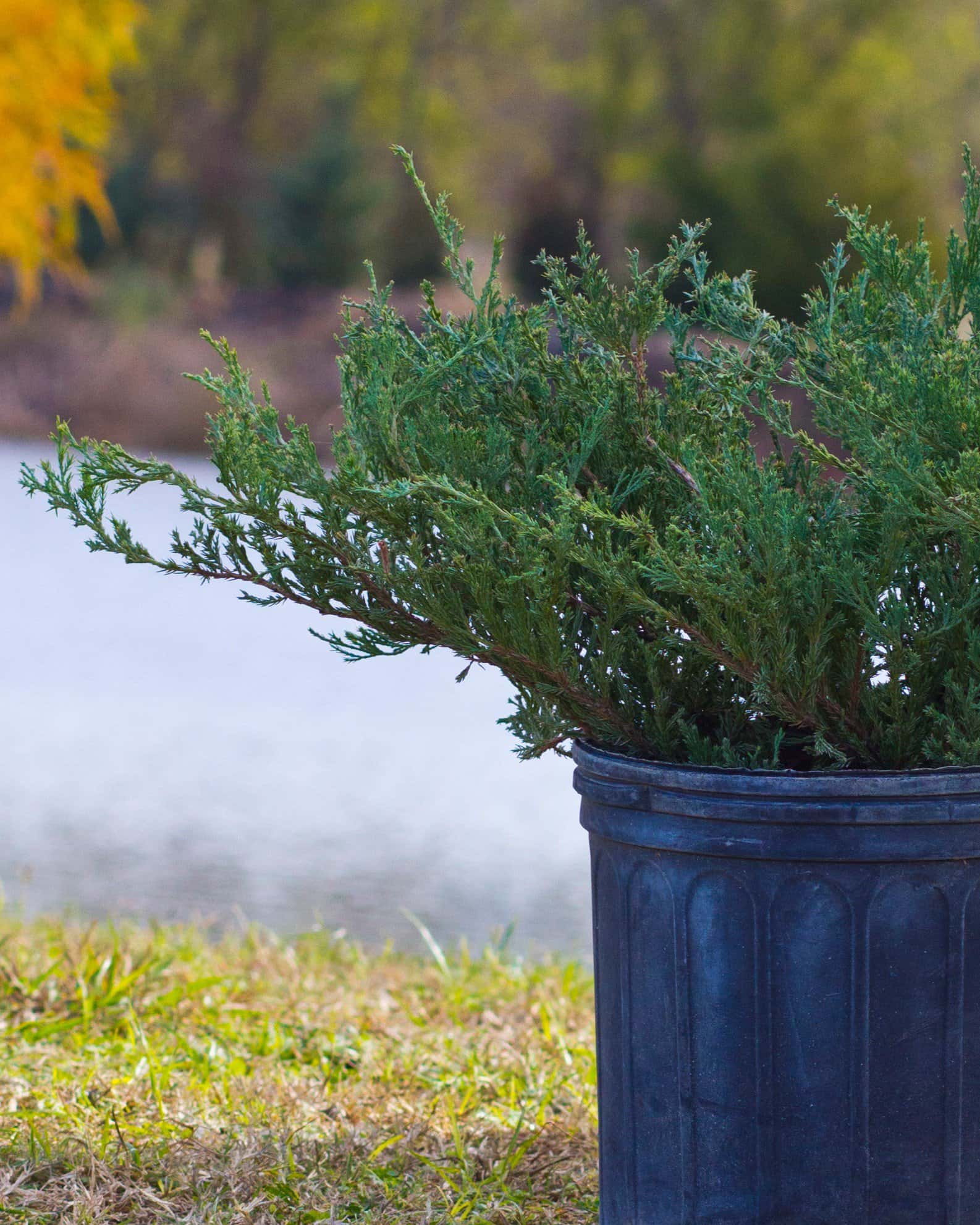 Andorra Juniper - Image 3