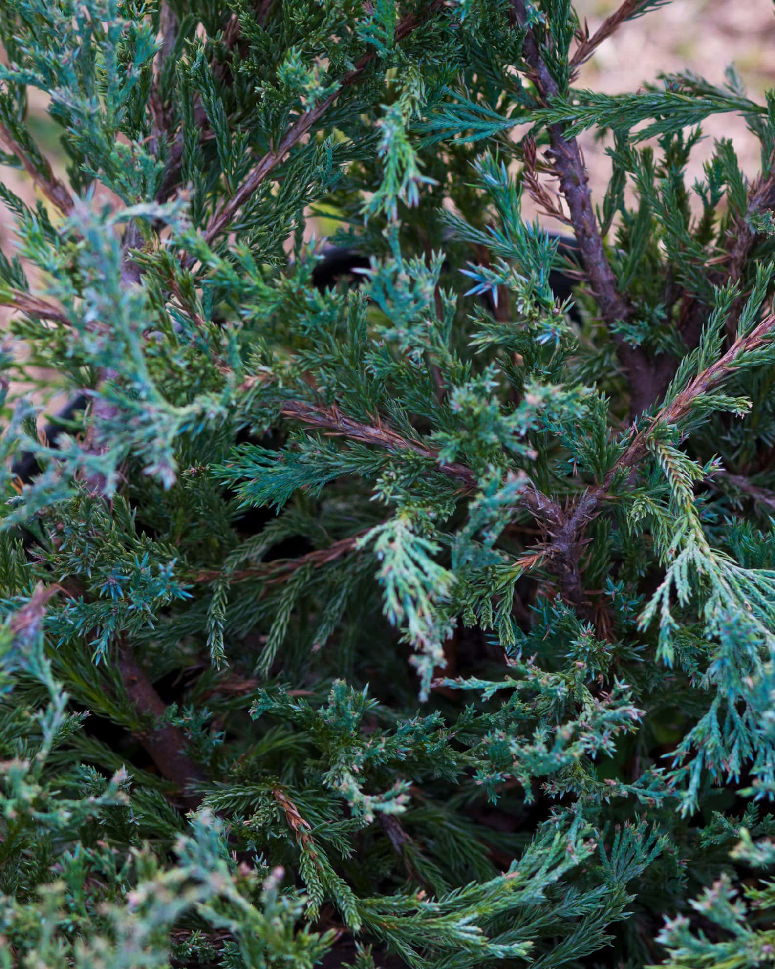 Andorra Juniper - Image 4