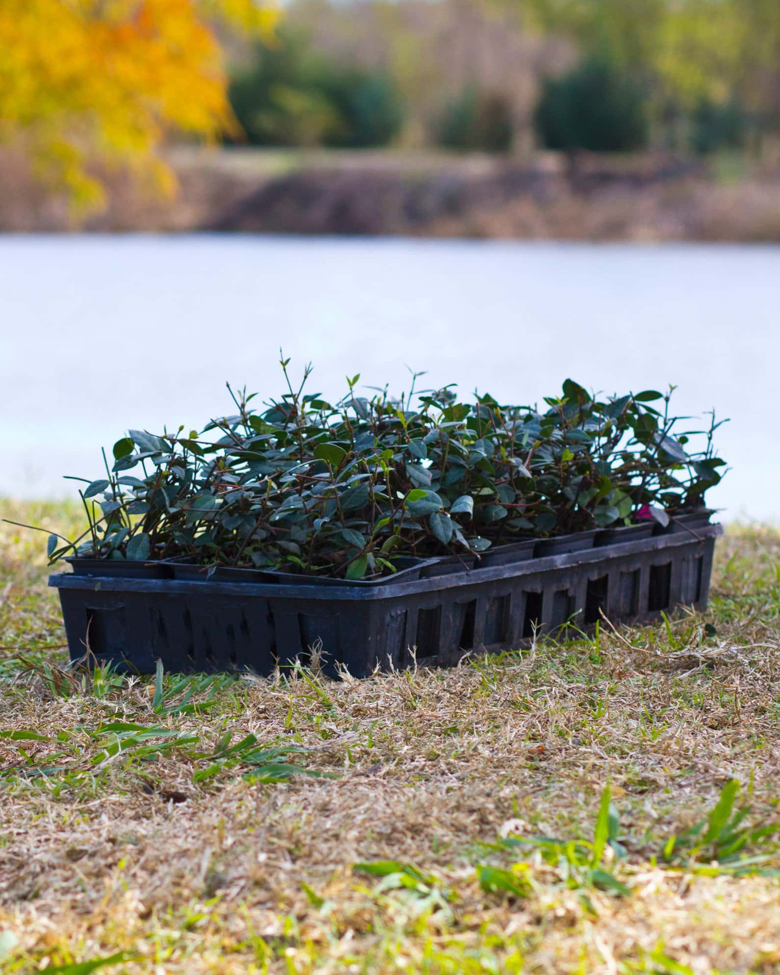 Asiatic Jasmine - Image 7