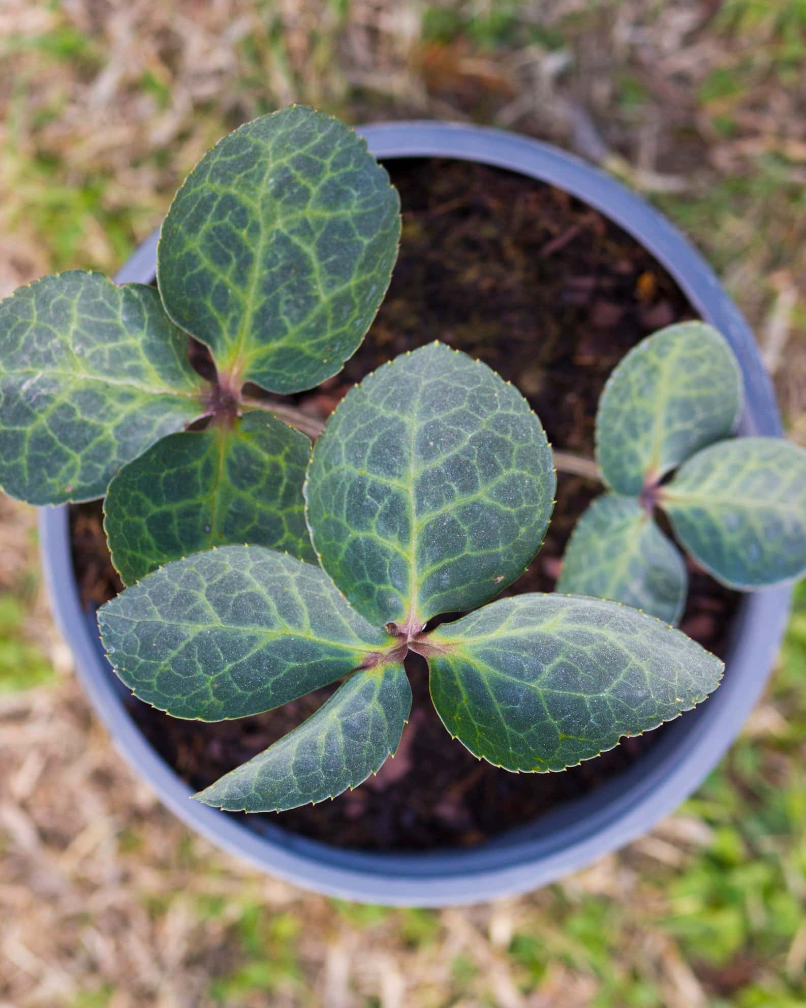 Frostkiss Vibey Velvet Helleborus - Image 4