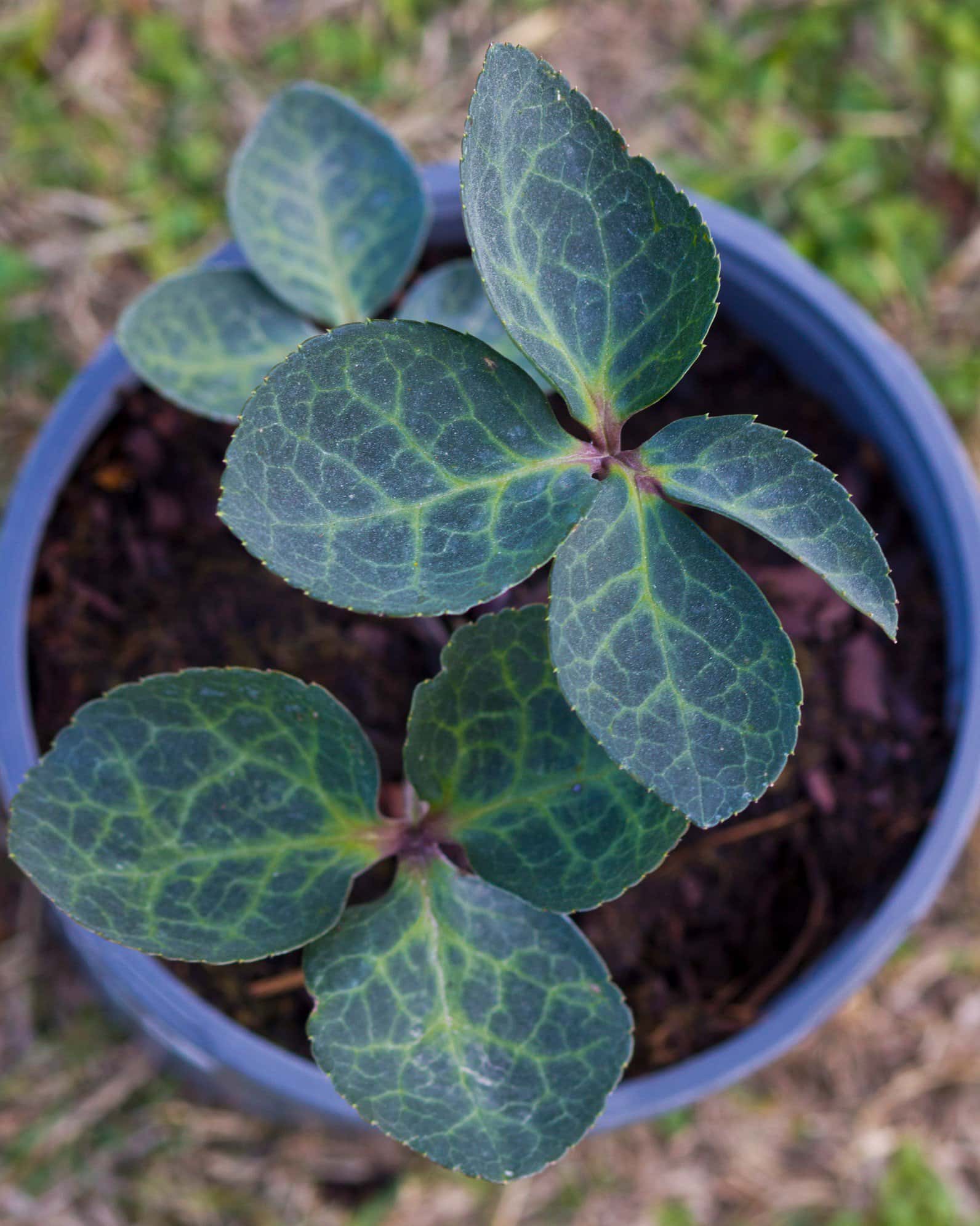 Frostkiss Vibey Velvet Helleborus - Image 5