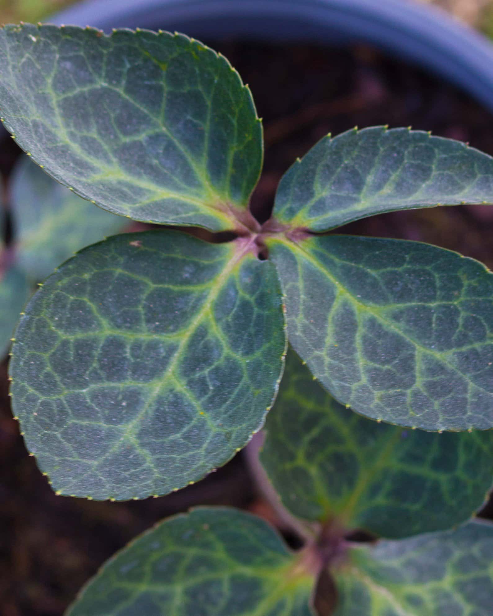 Frostkiss Vibey Velvet Helleborus - Image 6