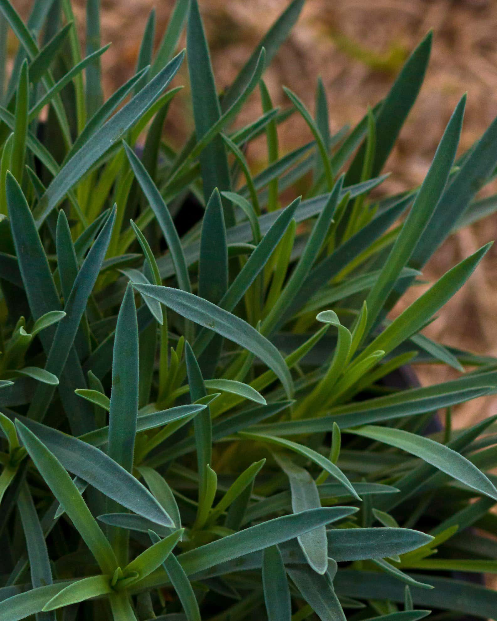Bath's Pink Dianthus - Image 1