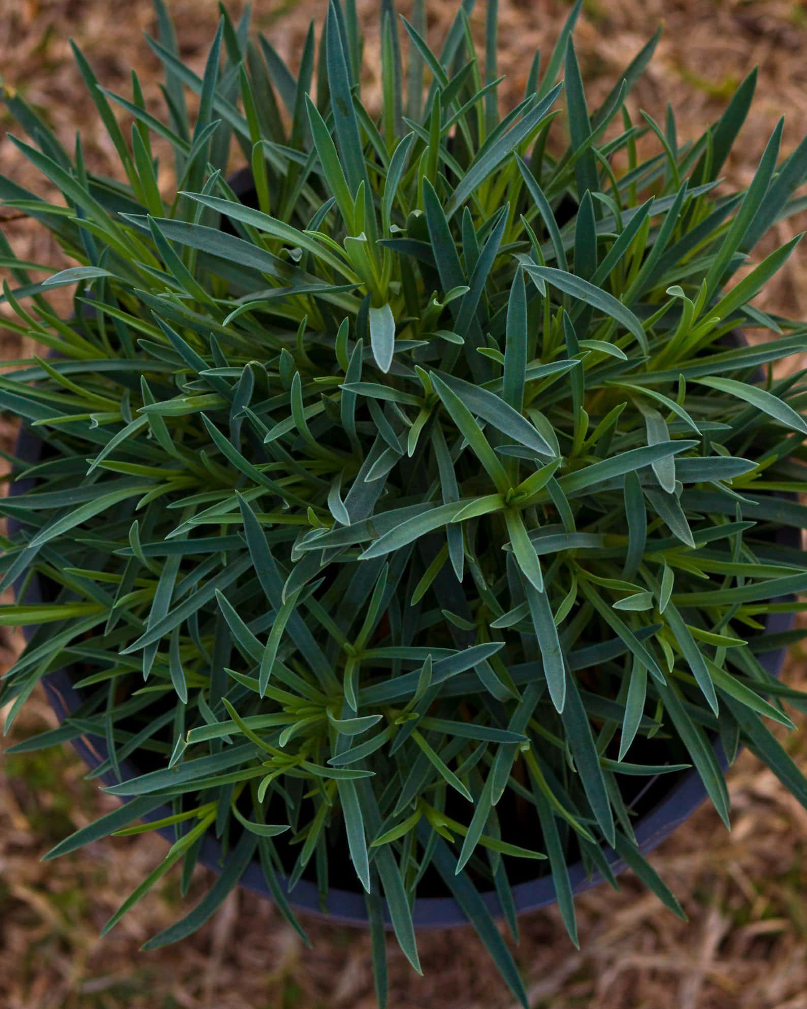 Bath's Pink Dianthus - Image 2