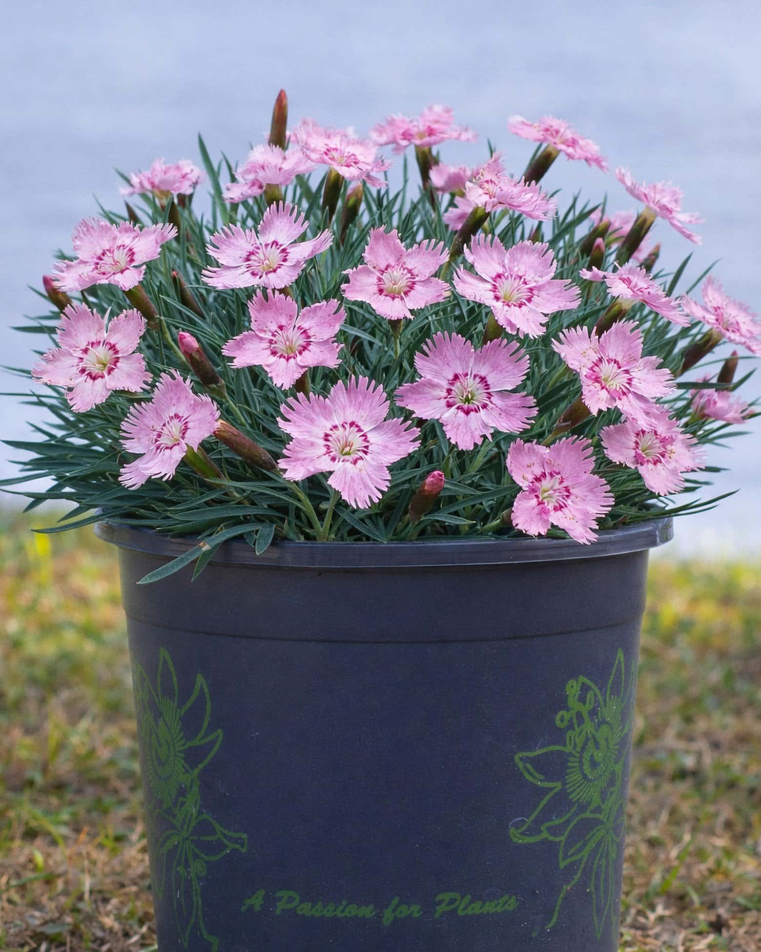 Bath's Pink Dianthus - Main Image