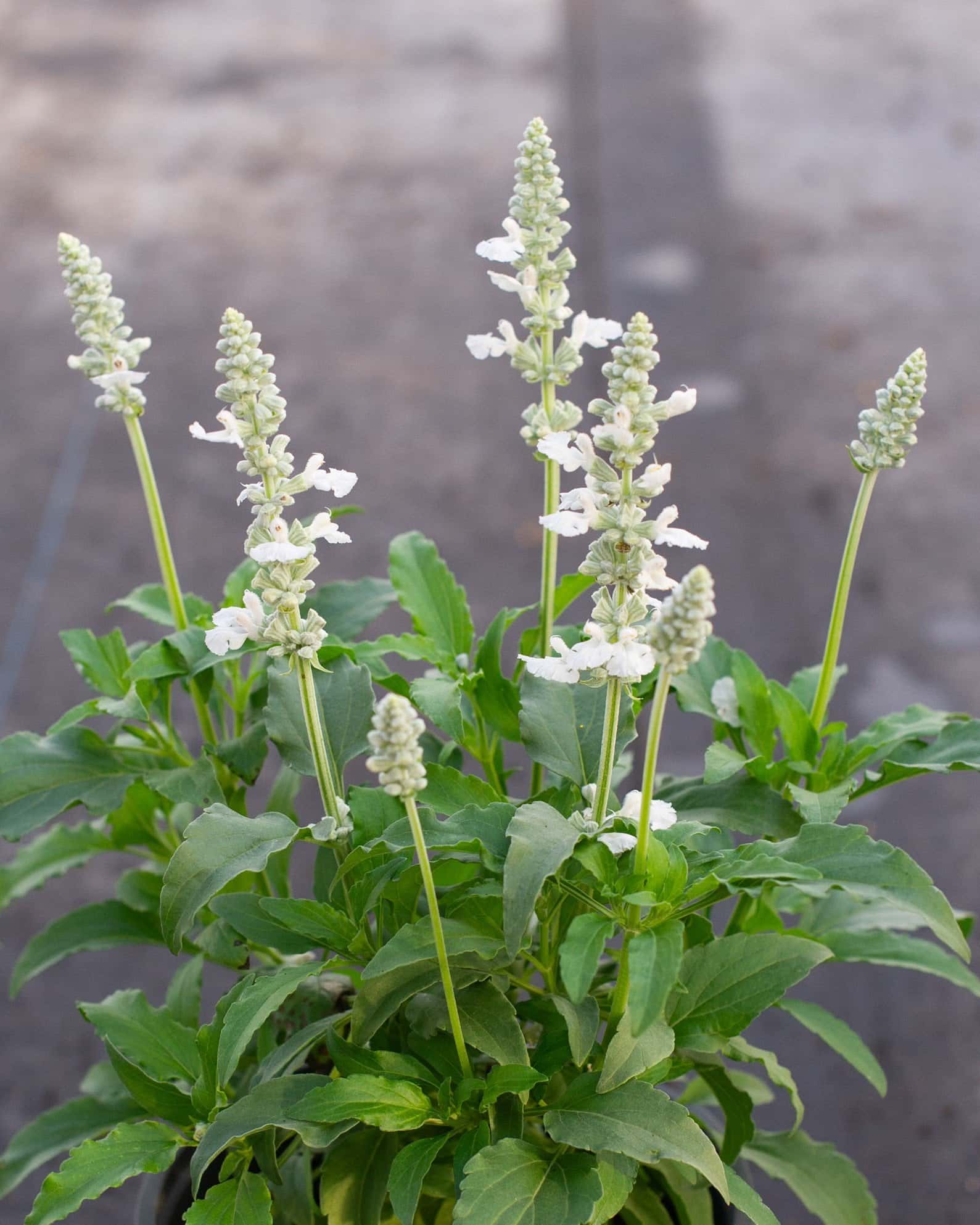 Sallyfun Pure White Salvia - Main Image