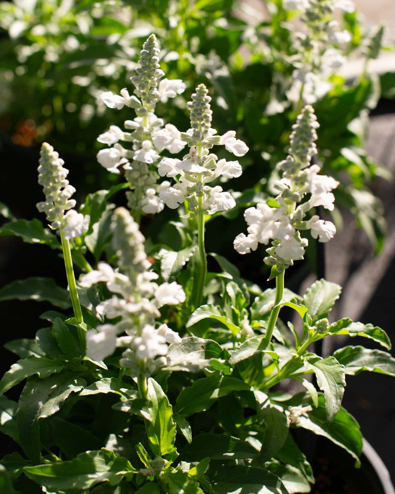 Sallyfun Pure White Salvia - Image 2