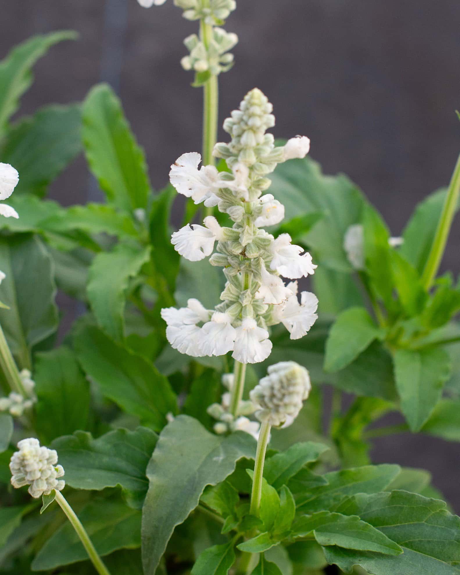Sallyfun Pure White Salvia - Image 5