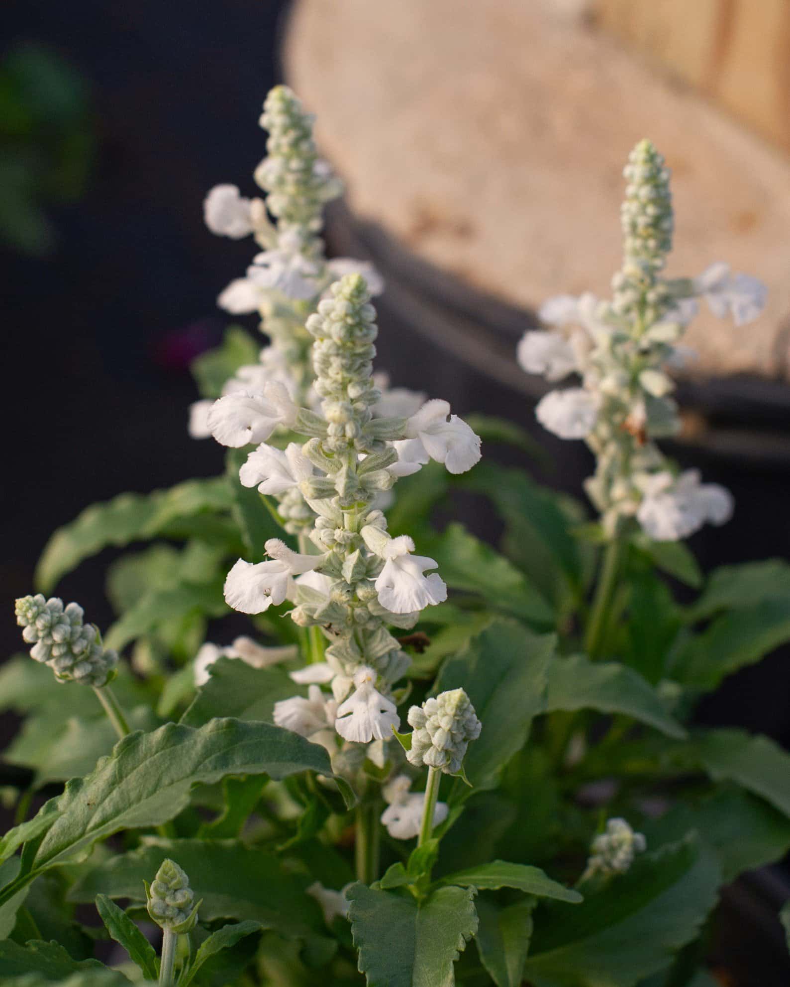 Sallyfun Pure White Salvia - Image 6