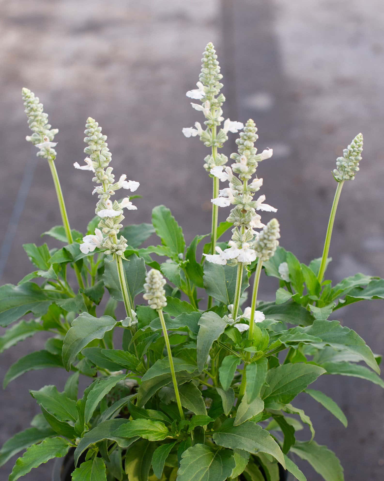 Sallyfun Pure White Salvia - Image 7