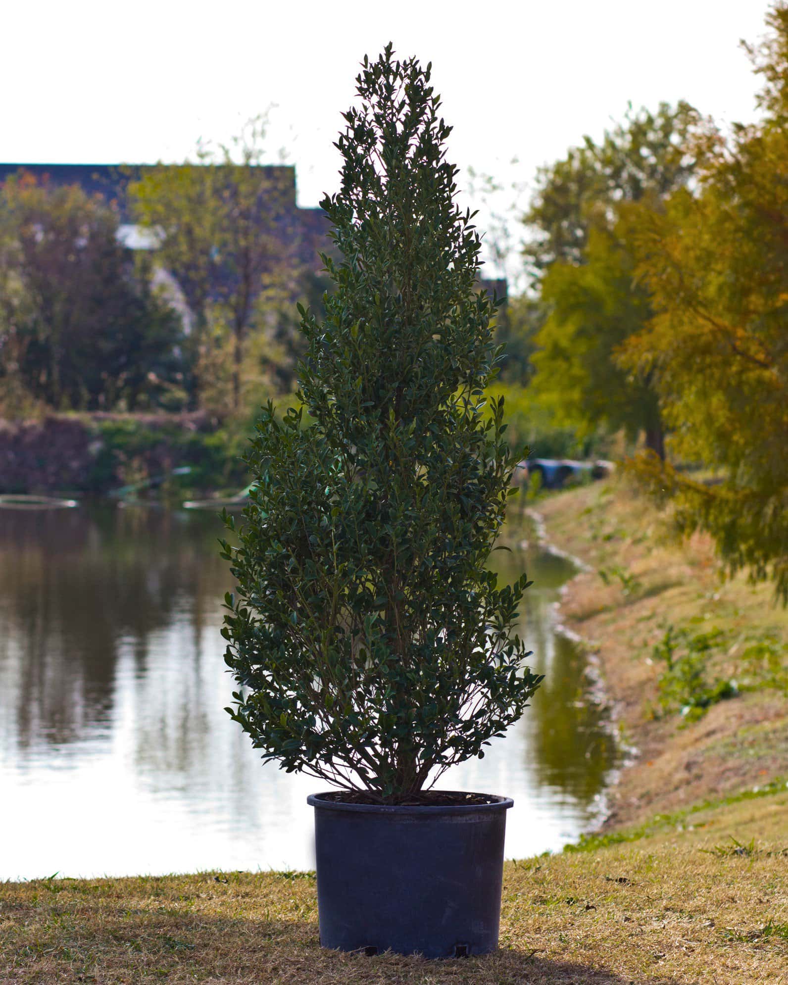 Arrow Point Holly - Image 4