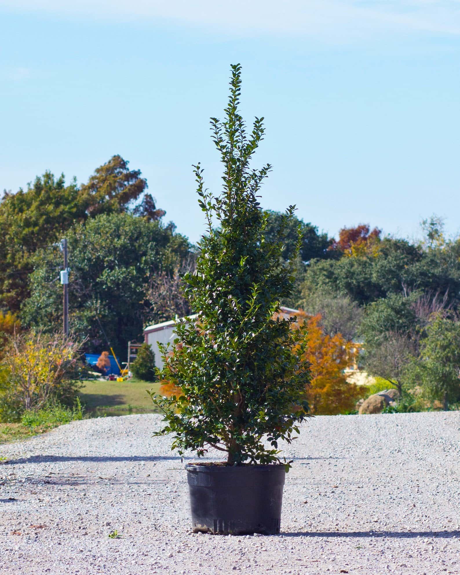 Mary Nell Holly - Main Image