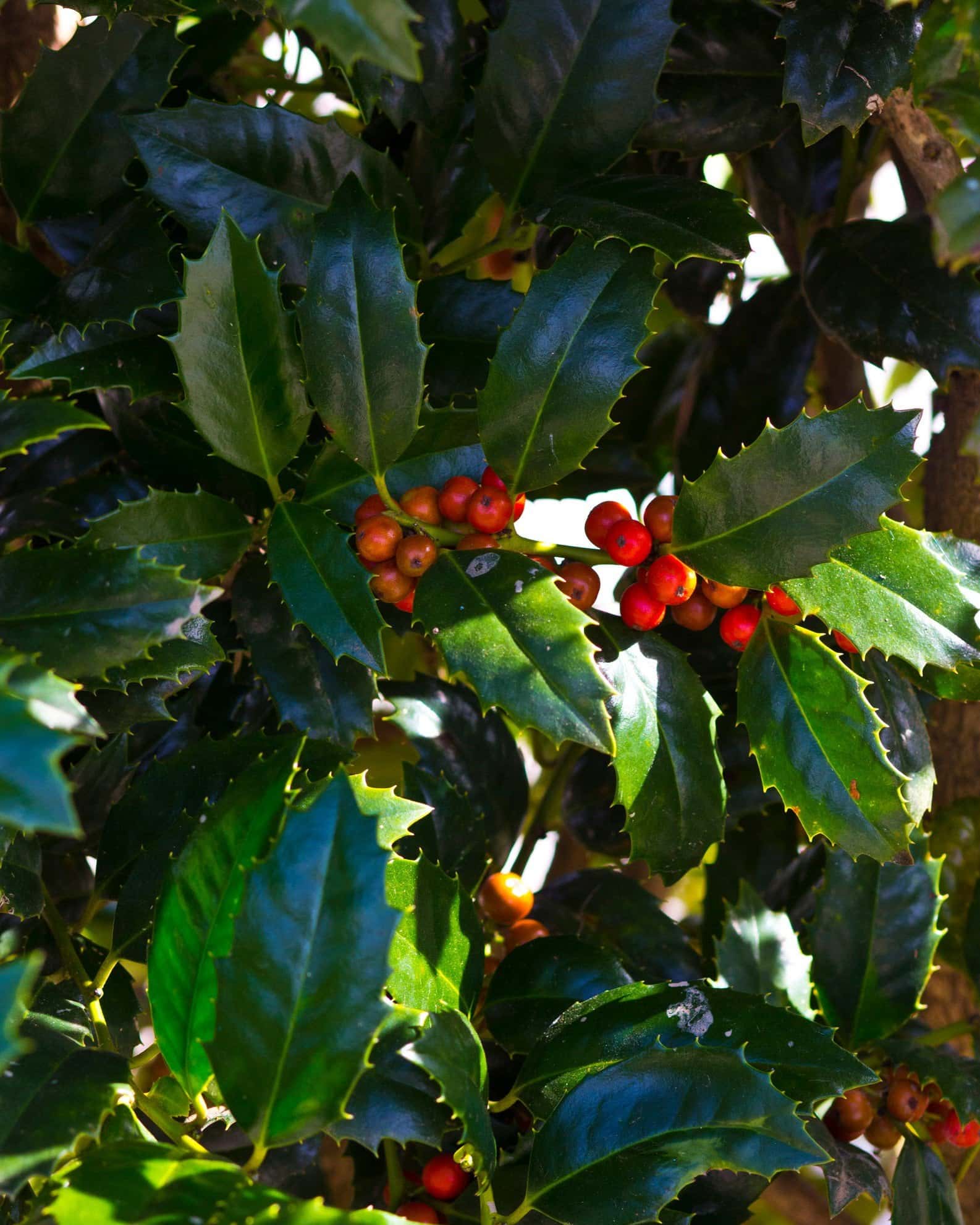 Mary Nell Holly - Image 4