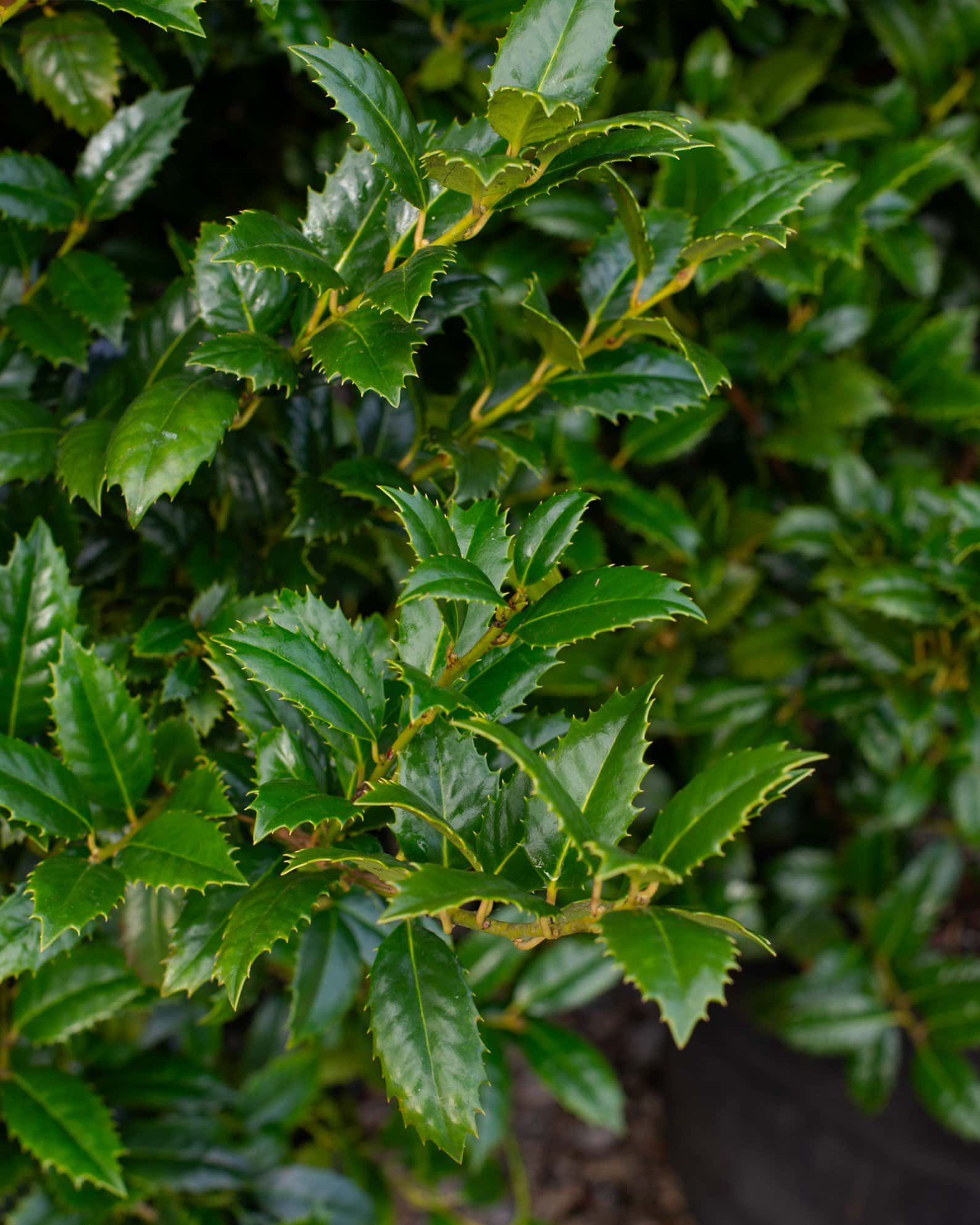 Mary Nell Holly - Image 5