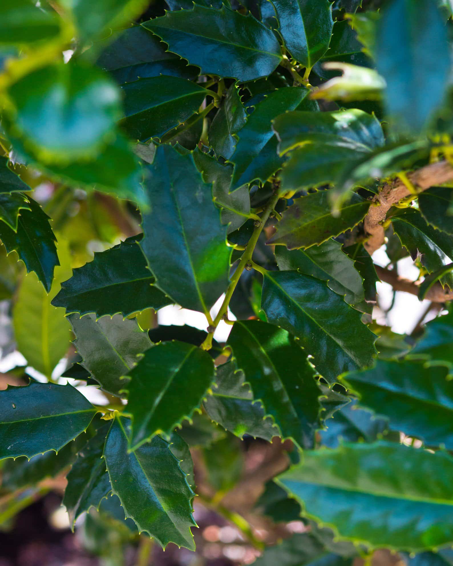 Mary Nell Holly - Image 6