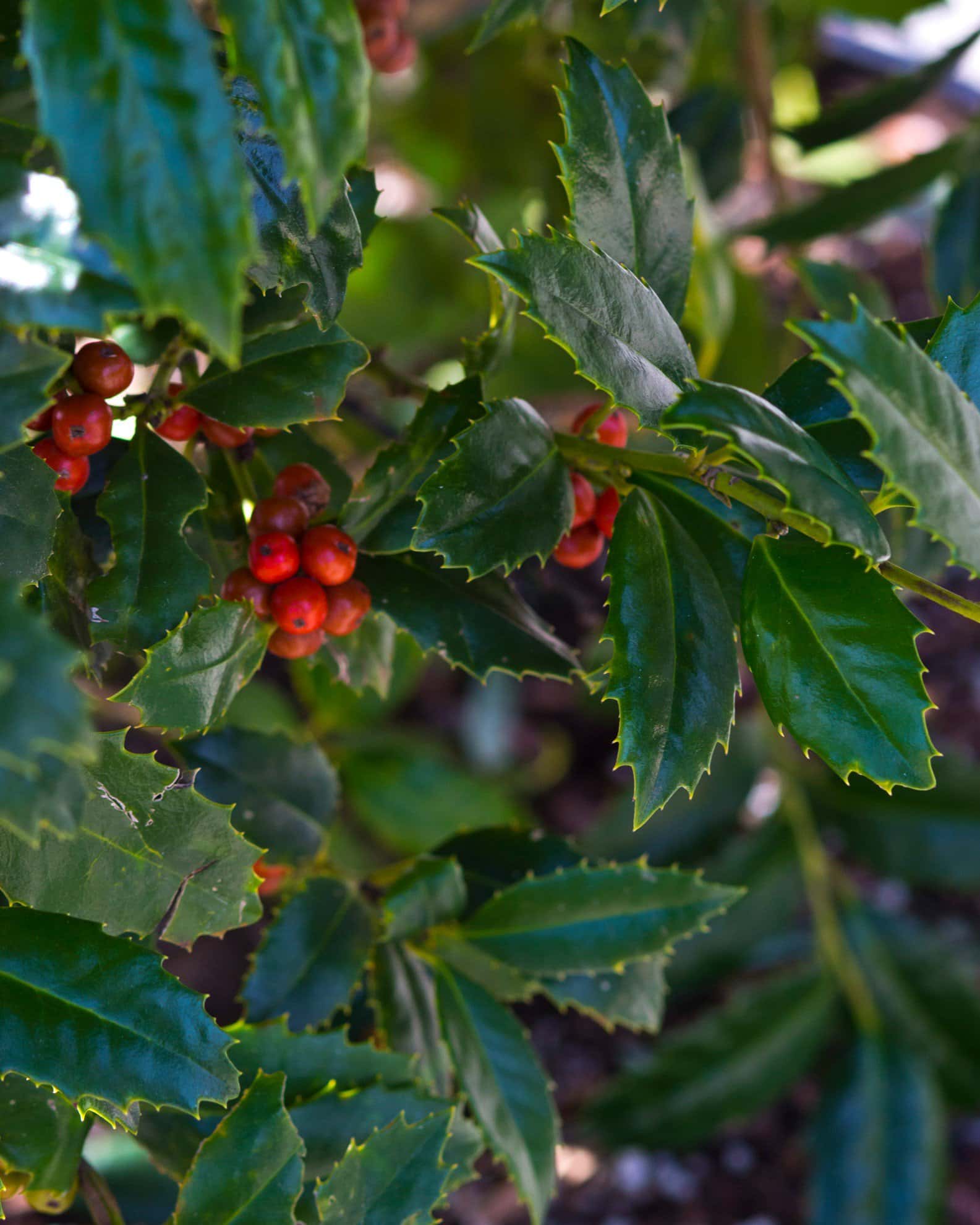 Mary Nell Holly - Image 7