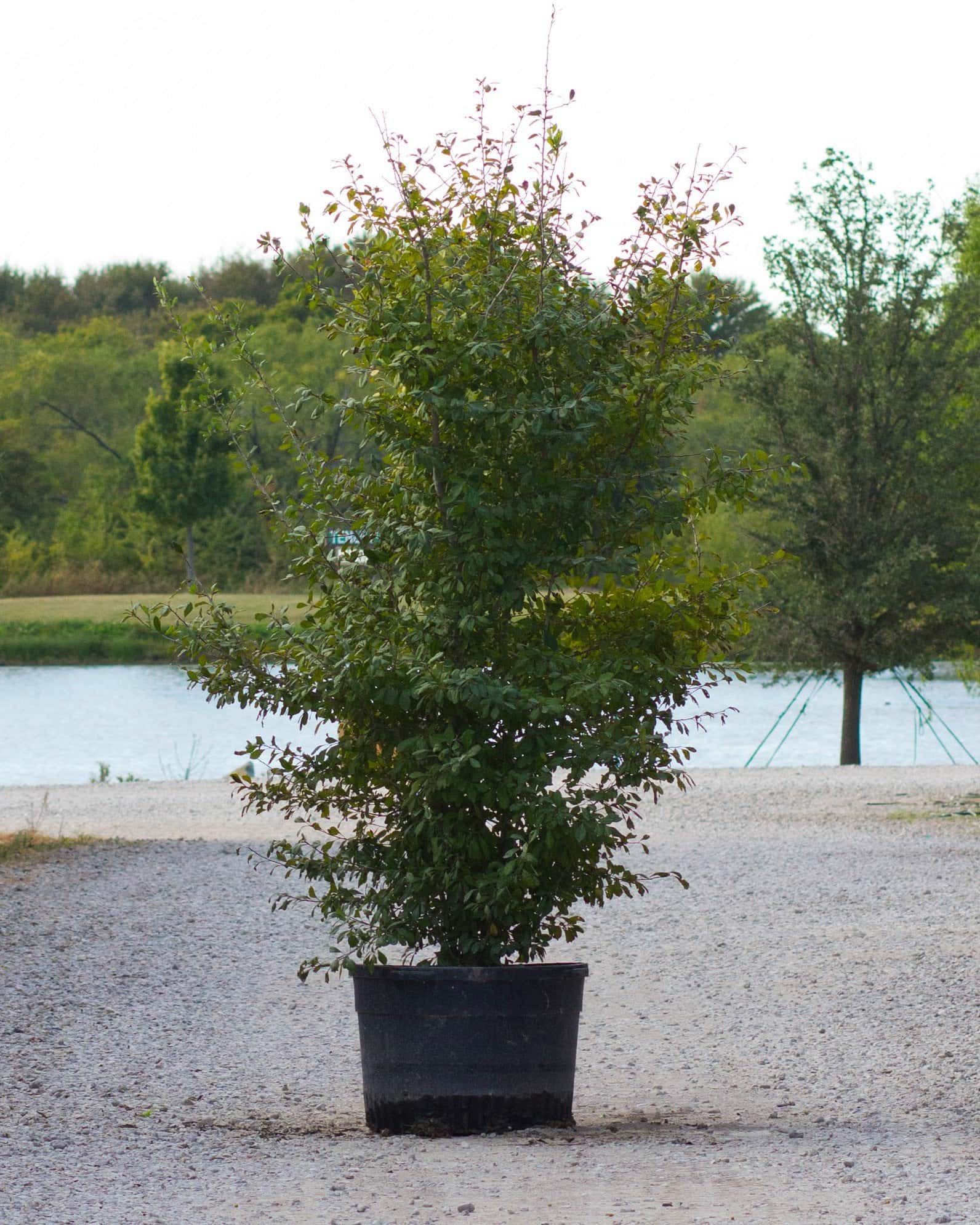 Possumhaw Holly - Main Image