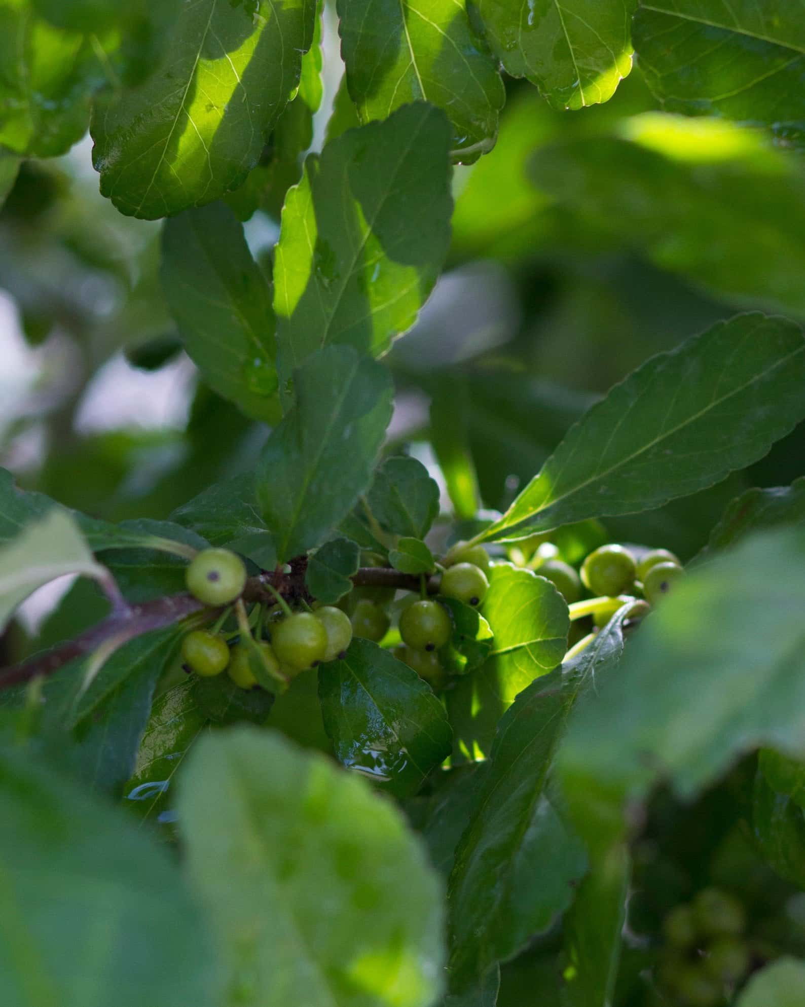 Possumhaw Holly - Image 1