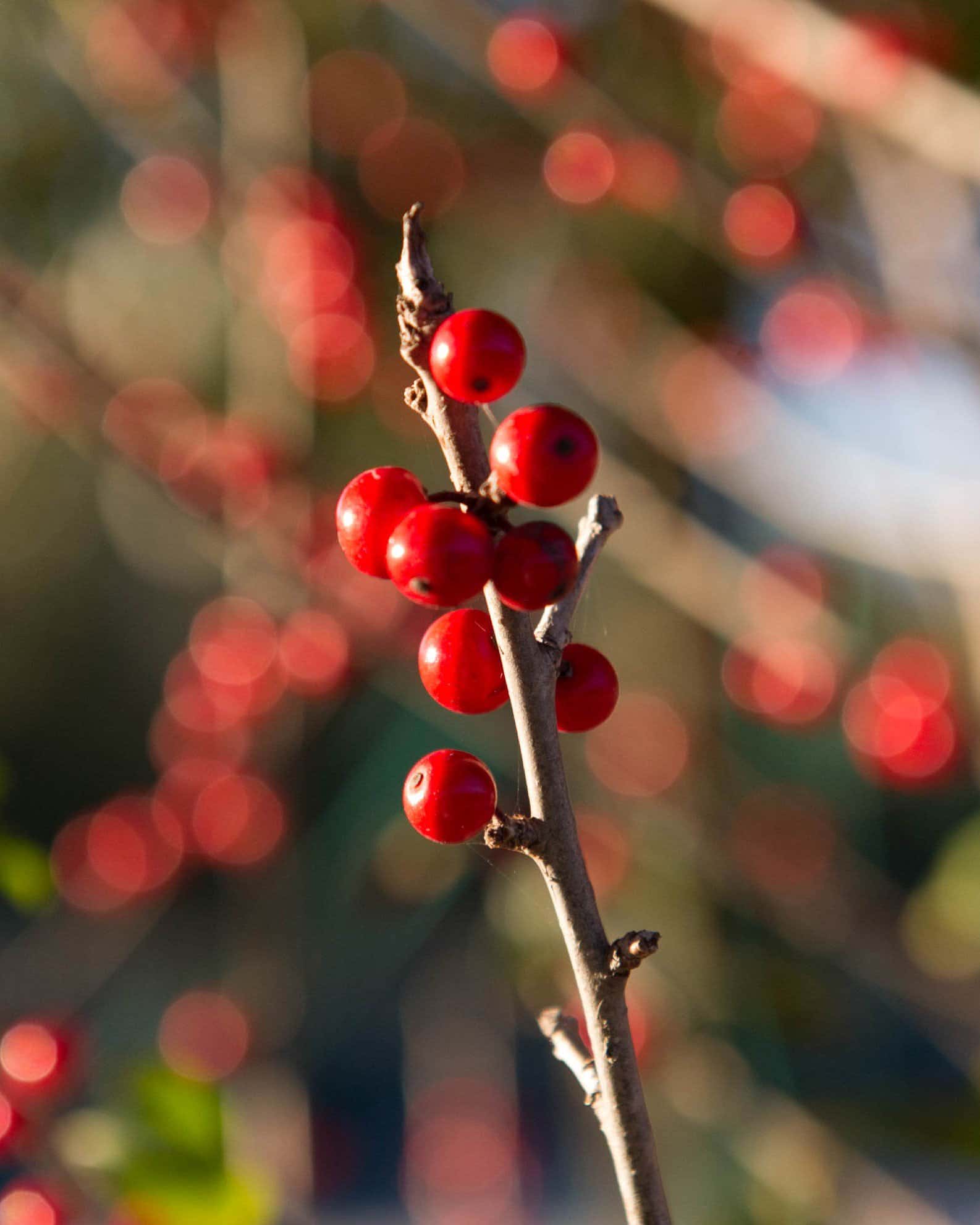 Possumhaw Holly - Image 6