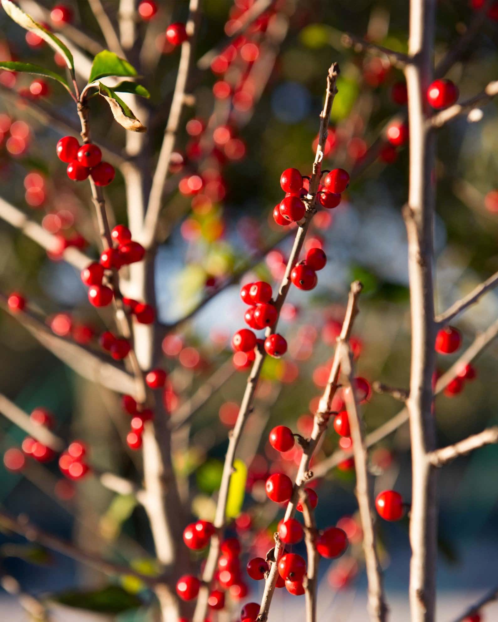 Possumhaw Holly - Image 7