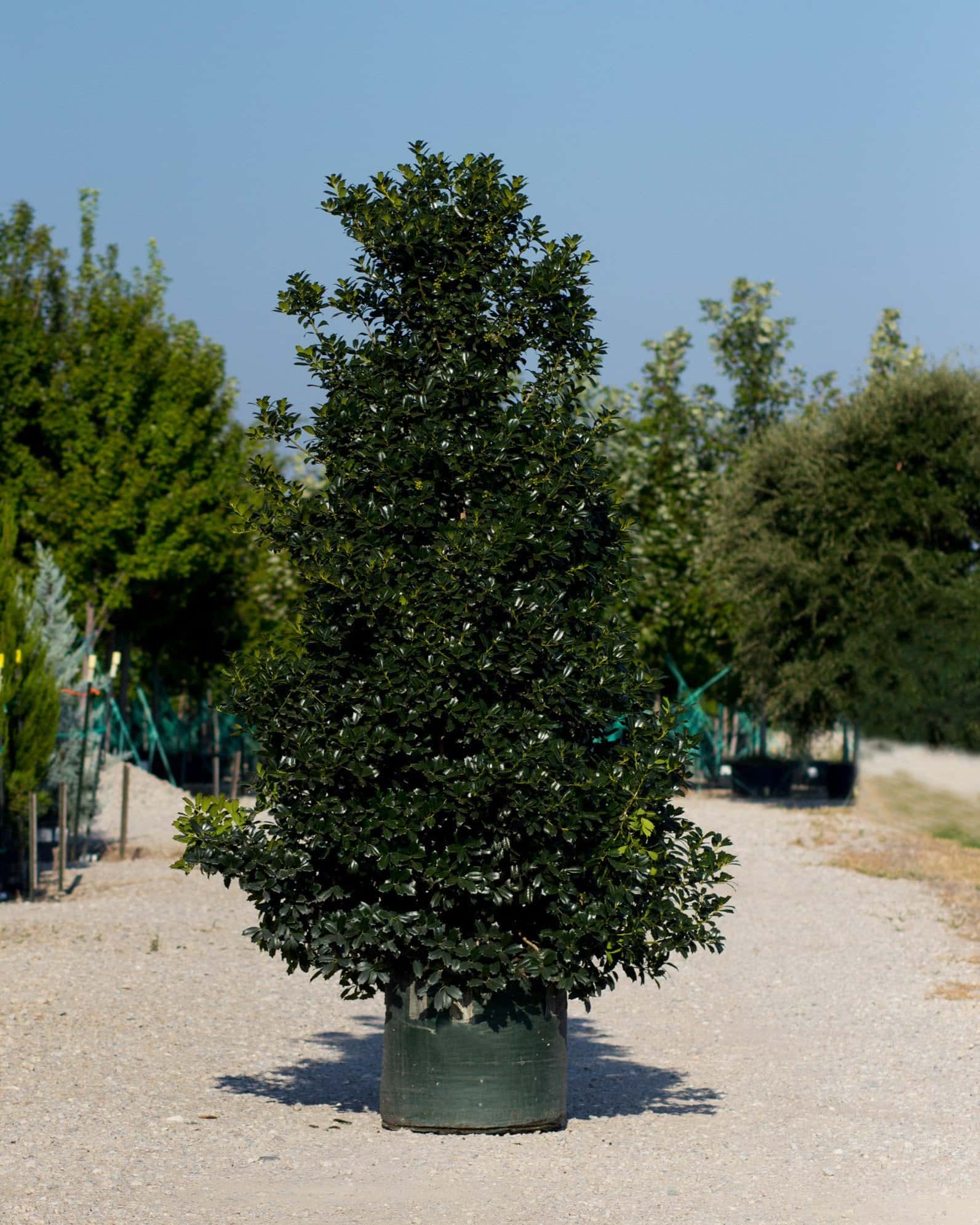 Robin Holly - Image 2