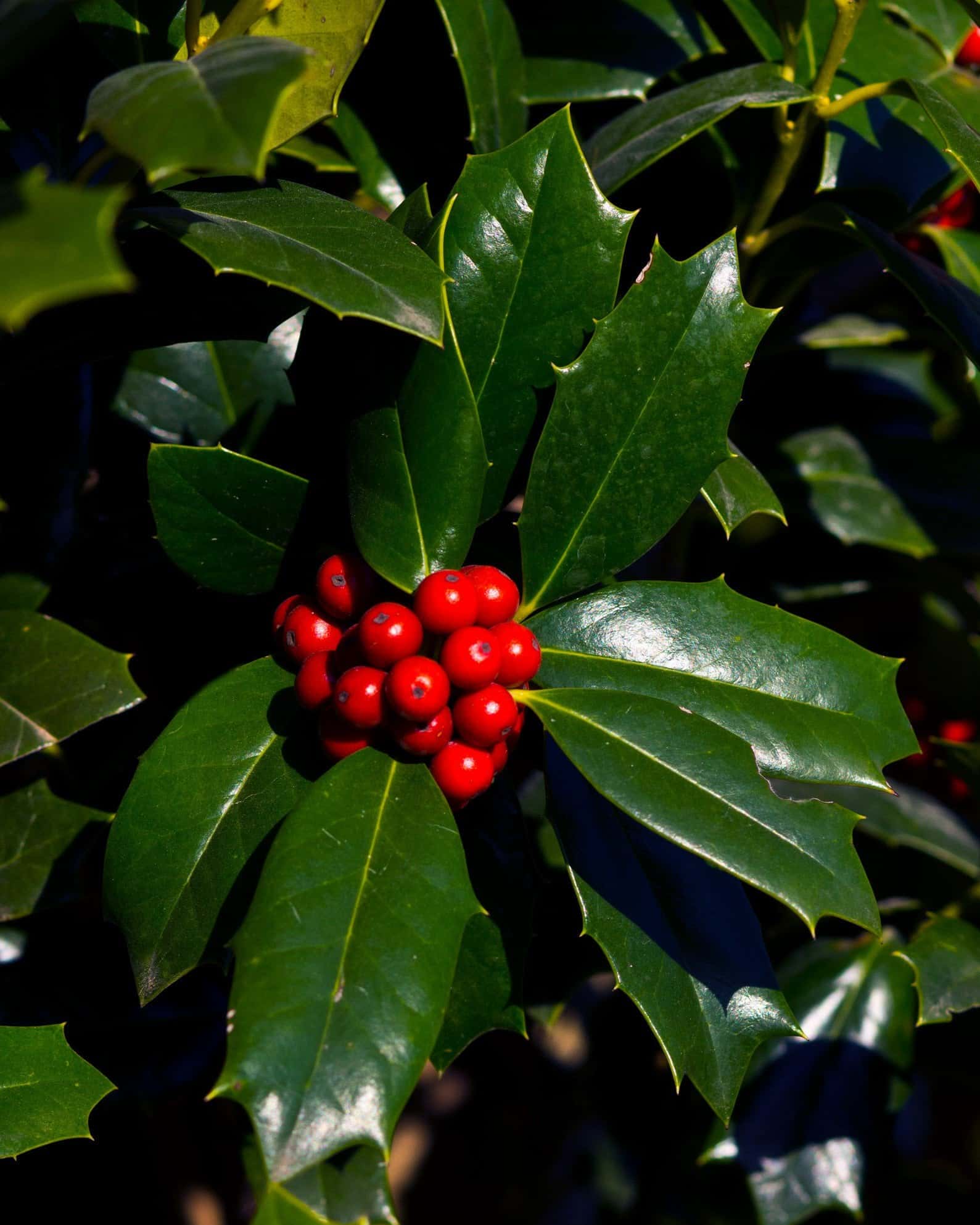 Robin Holly - Image 3