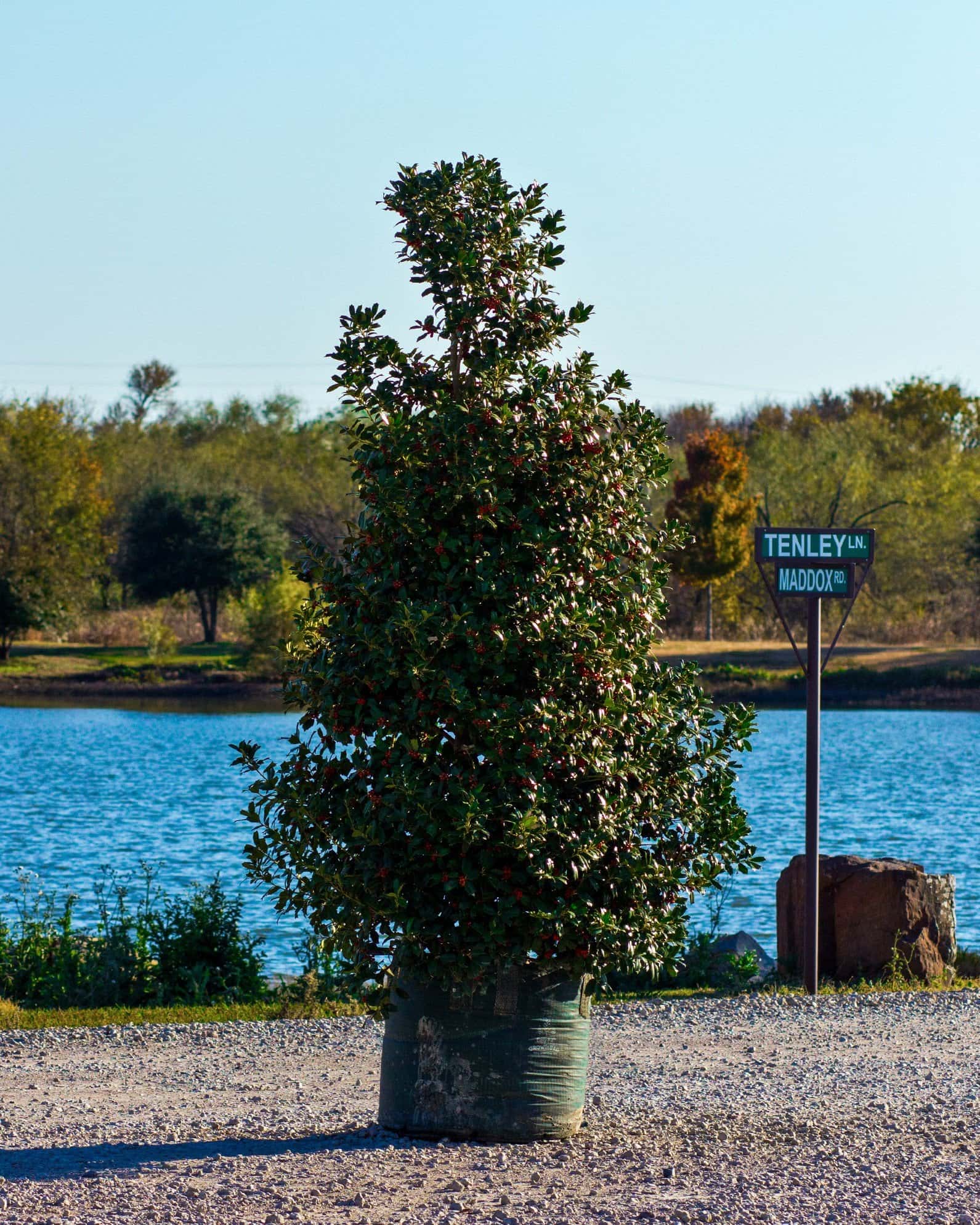 Robin Holly - Image 4